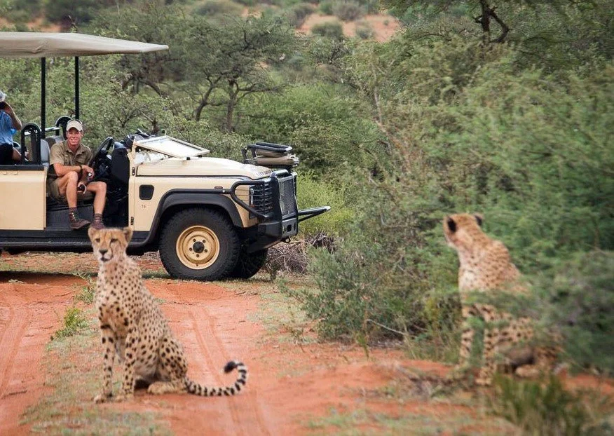 10-Juan cheetah.jpg