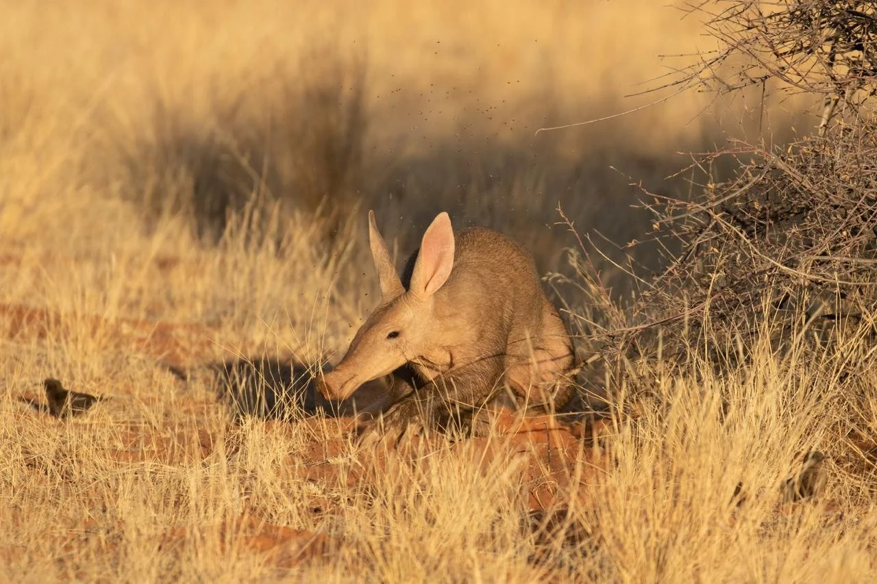 Mammal - Aardvark.jpg