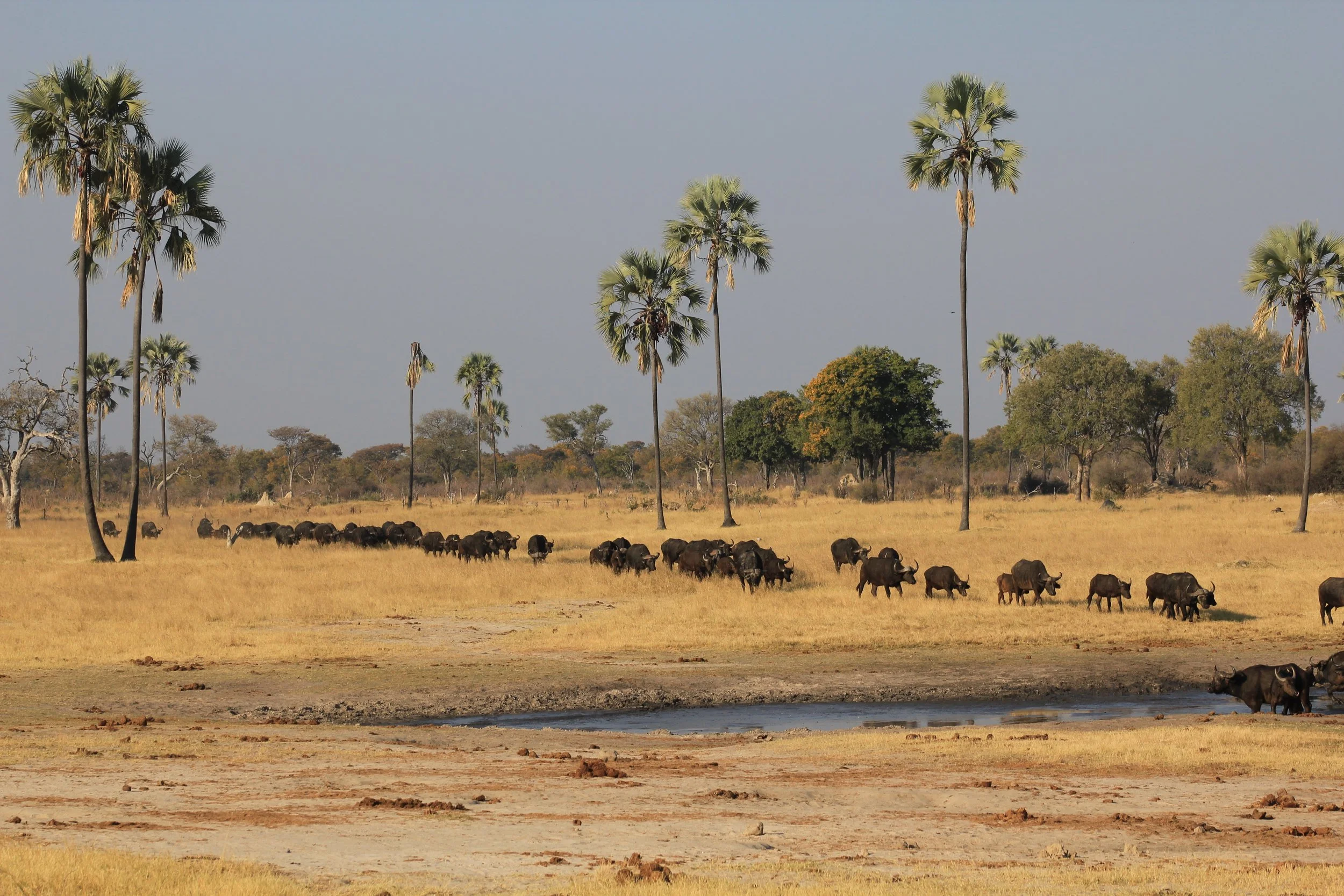  The thing about Zimbabwe is that it always exceeds any safari expectations. Never full with crowds but always packed with wildlife AND wildlife action. You feel that in some national parks of Zimbabwe you are living inside the National Geographic ch