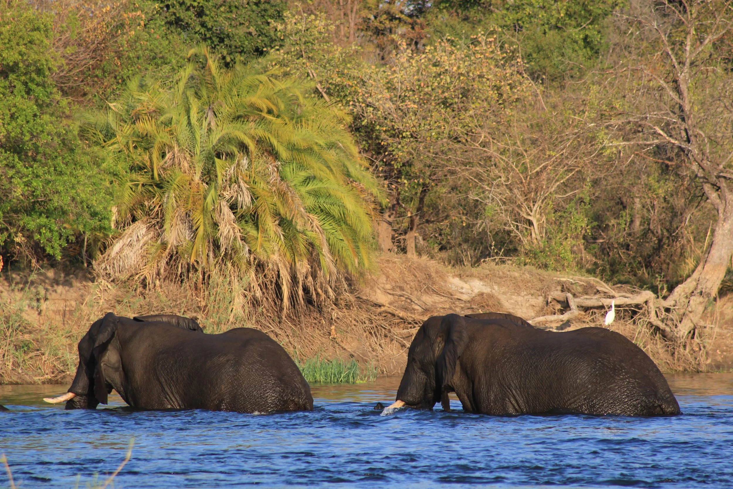  There is not a right way to describe these falls except that they are much more than a beautiful natural site. You can walk to them and get really wet but there are many other things to do too: safaris on car inside the natural park, boat rides at s
