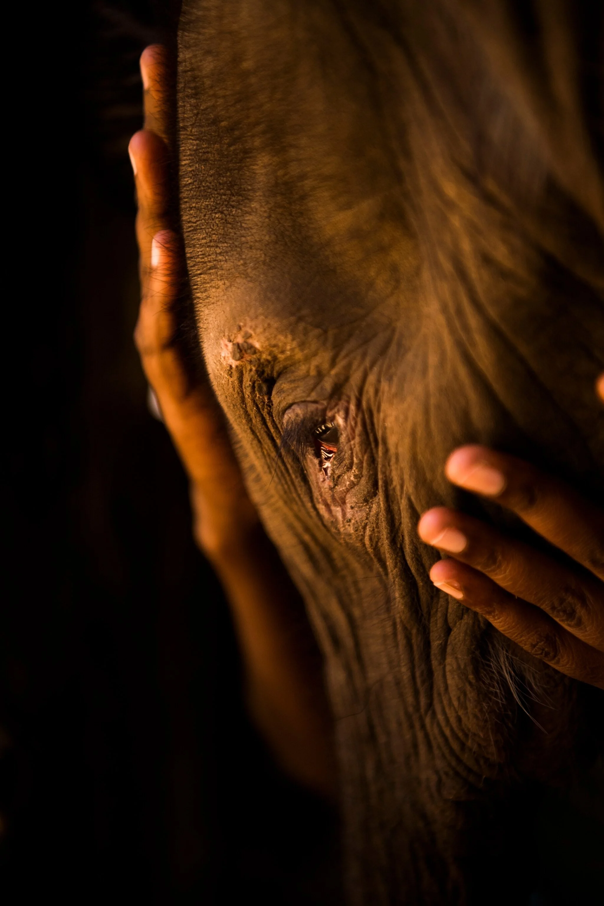 dispatches-vitale-elephants-22.jpeg