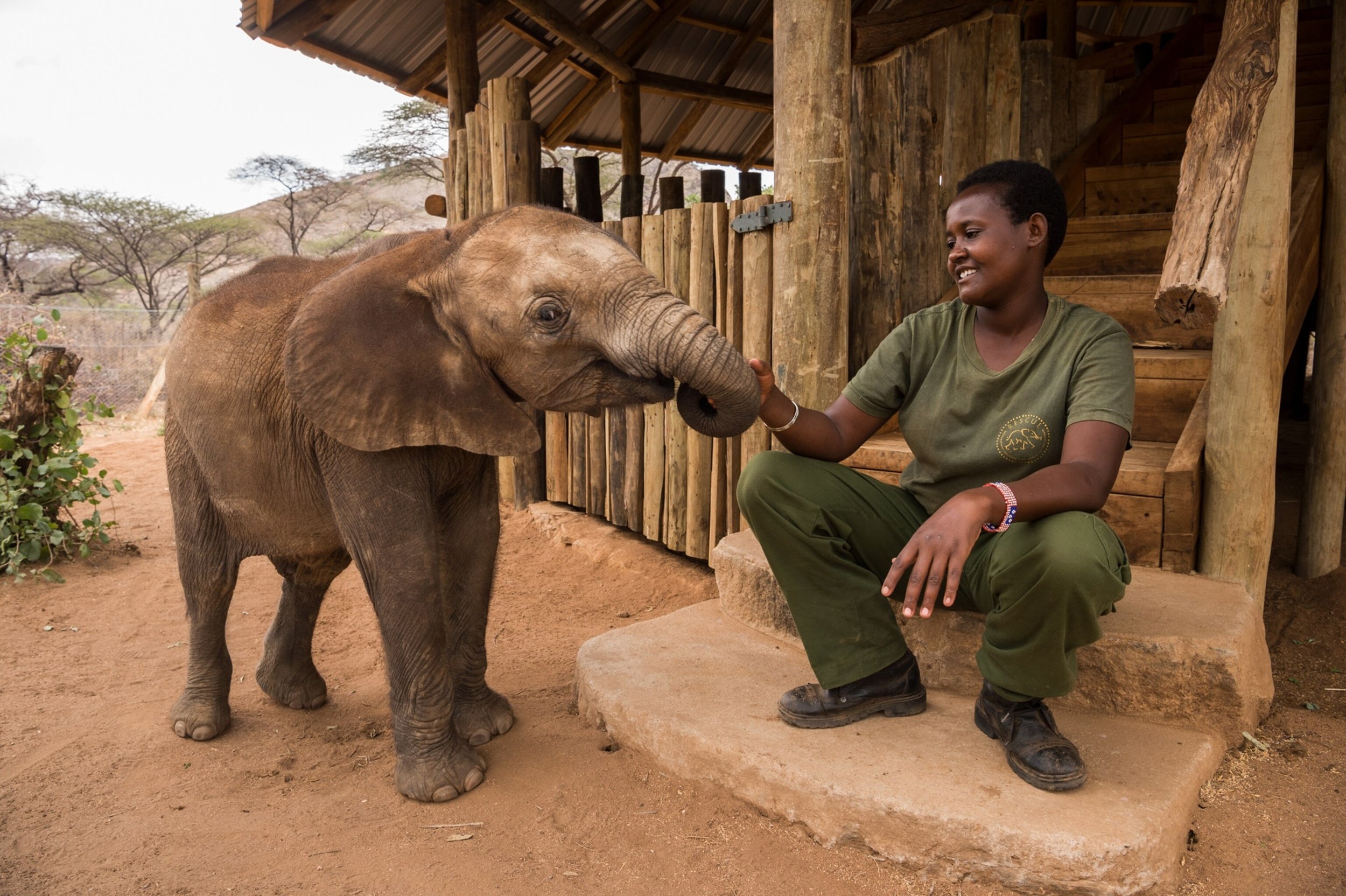 dispatchs-vitale-elephants-21.jpeg
