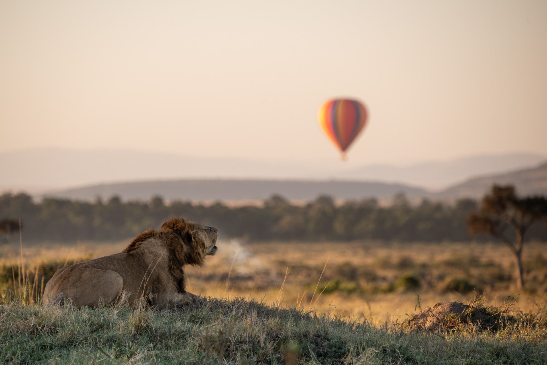 Mara Lion Roaring at Hot Air Balloon.jpeg