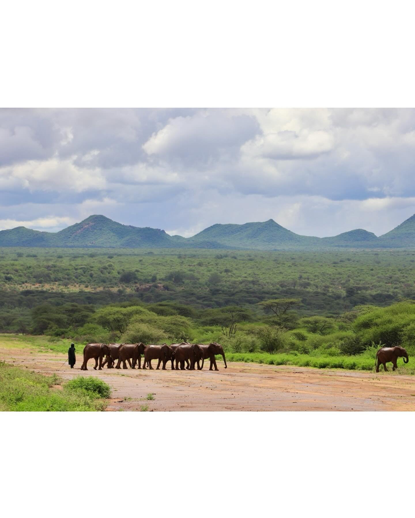 How much love can a human heart give? The first time I met Dorothy we clicked on the spot. Her silence while rubbing the baby elephants heads, her tender gestures towards them, her patience when they wrap her hand with their trunks&hellip; 
what. A. 