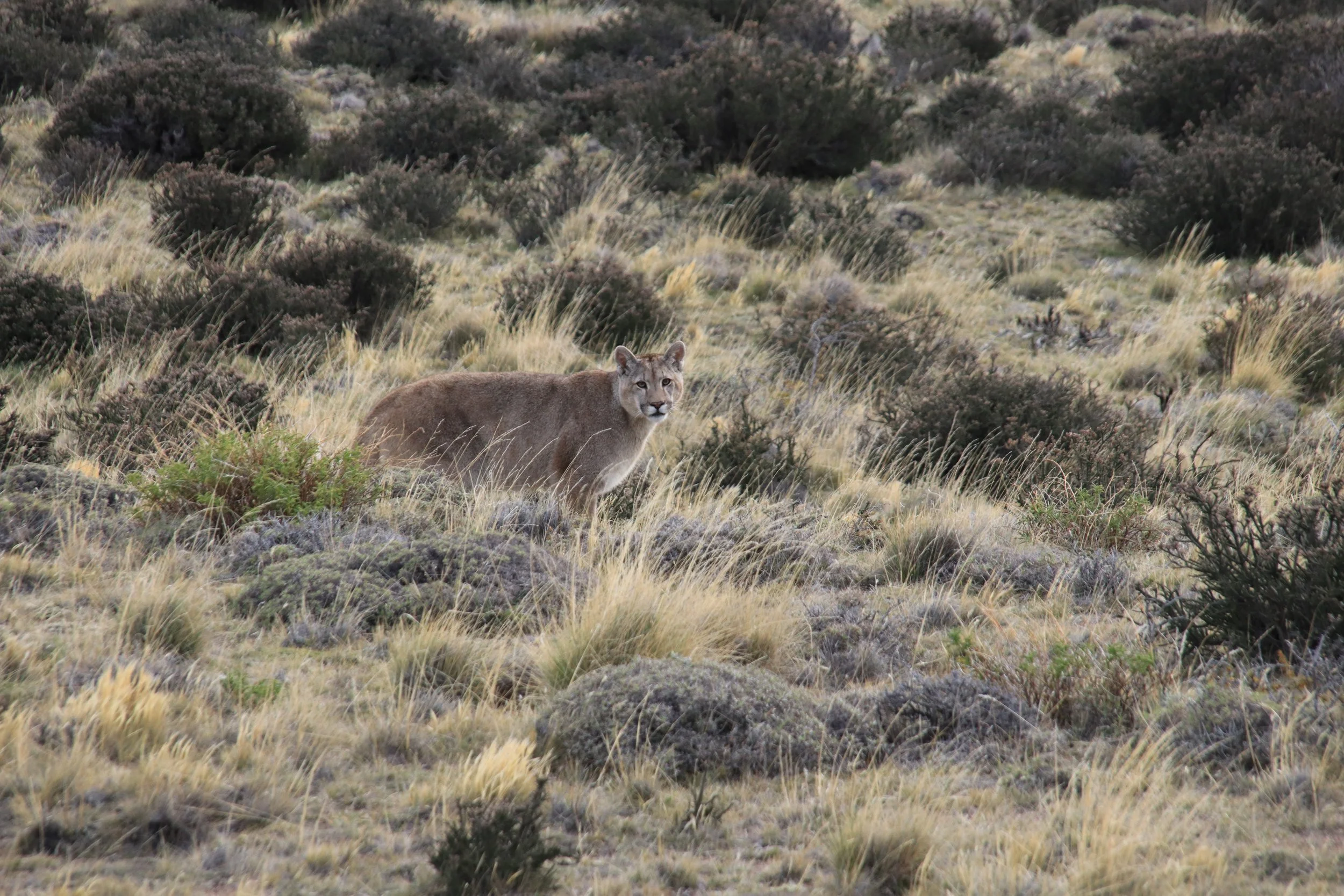 IMG_1996.JPG