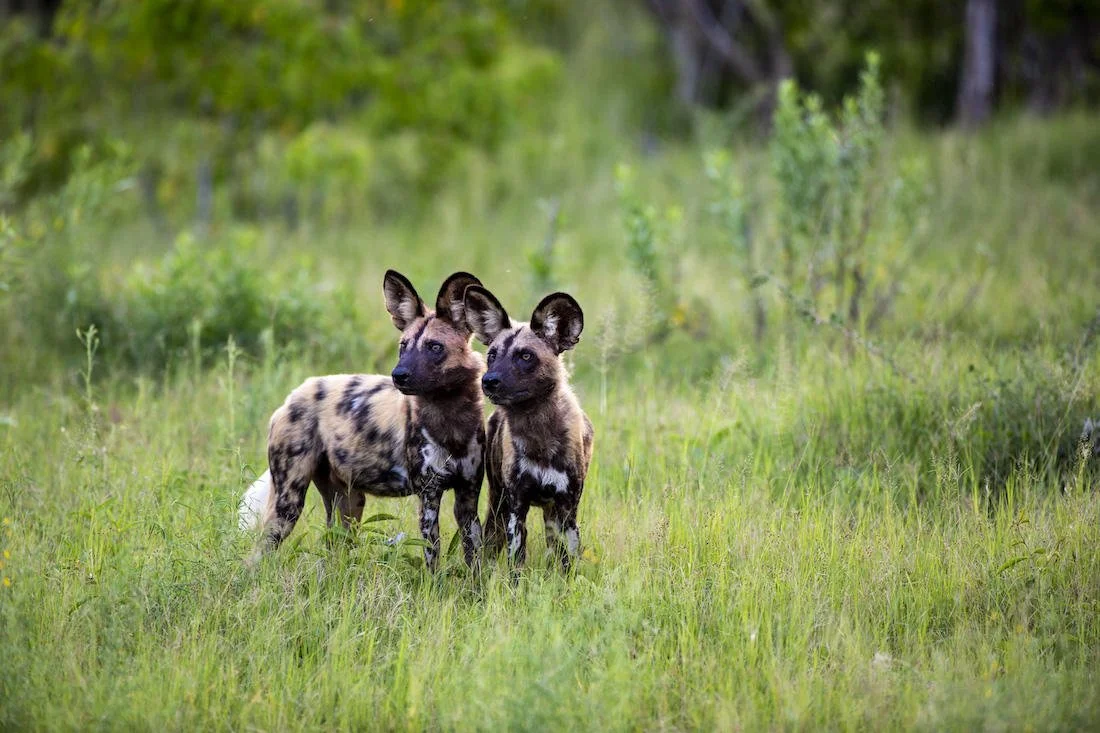 dukes_east_african_wild_dog1.jpg