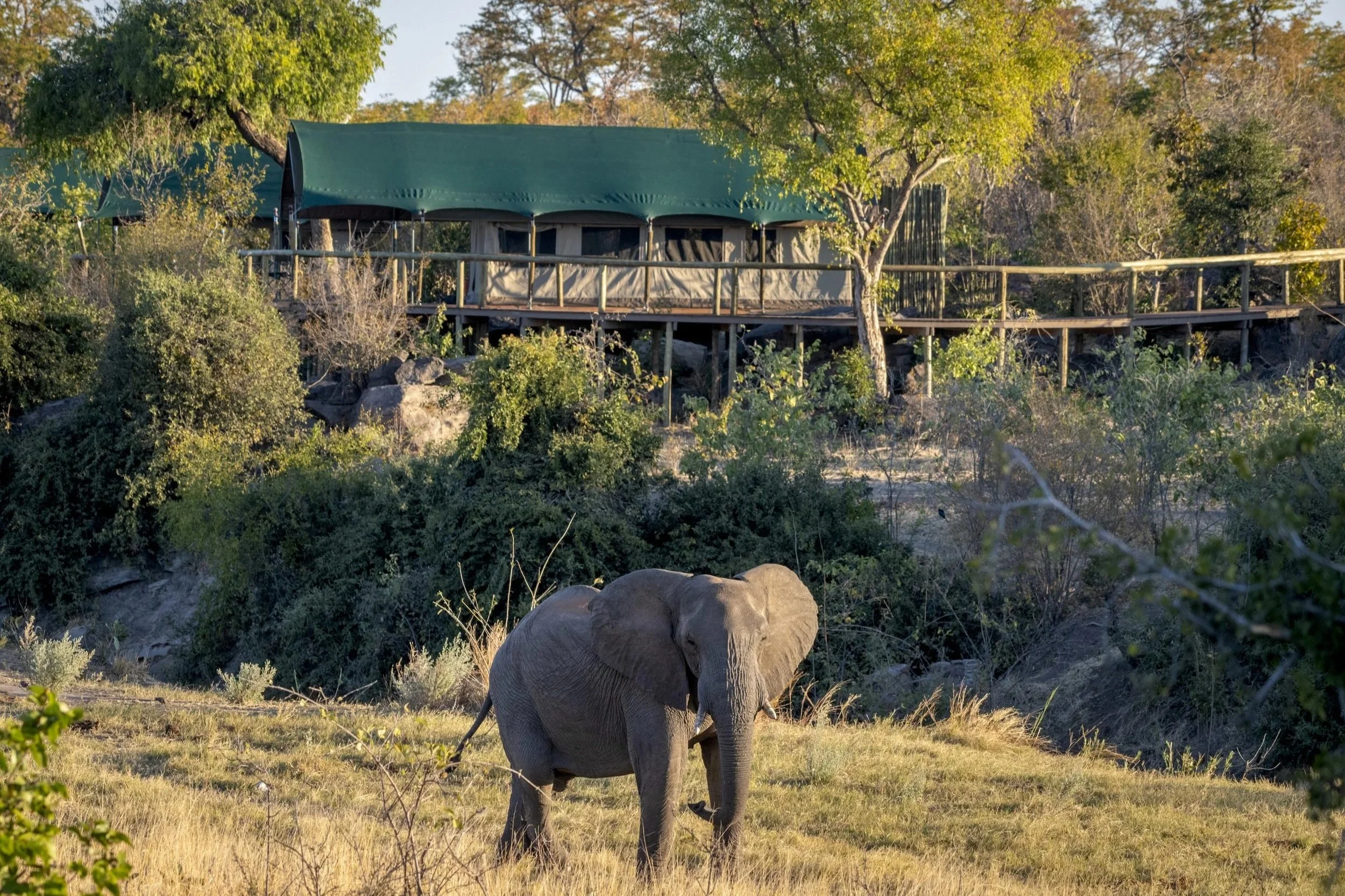 View+of+an+elephant+and+the+camp.jpg