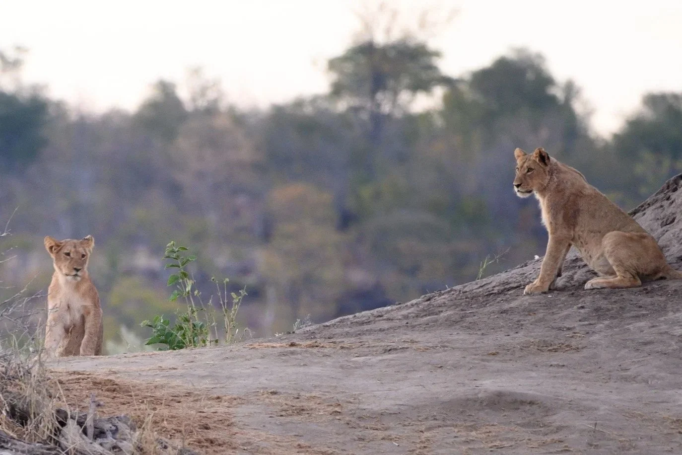 machaba-zimbabwe-deteema-experiences-wildlife-safari-drive-lion-cubs.jpg
