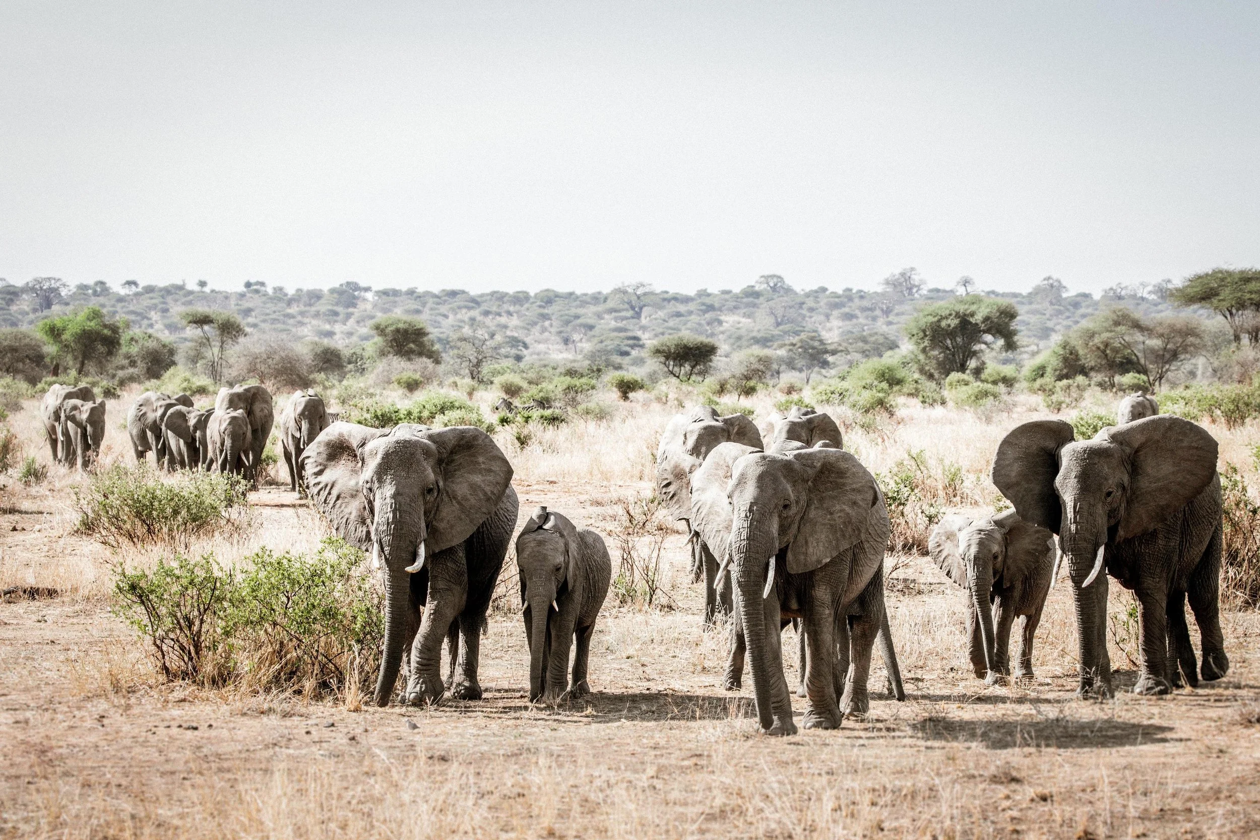 Elephant.jpg