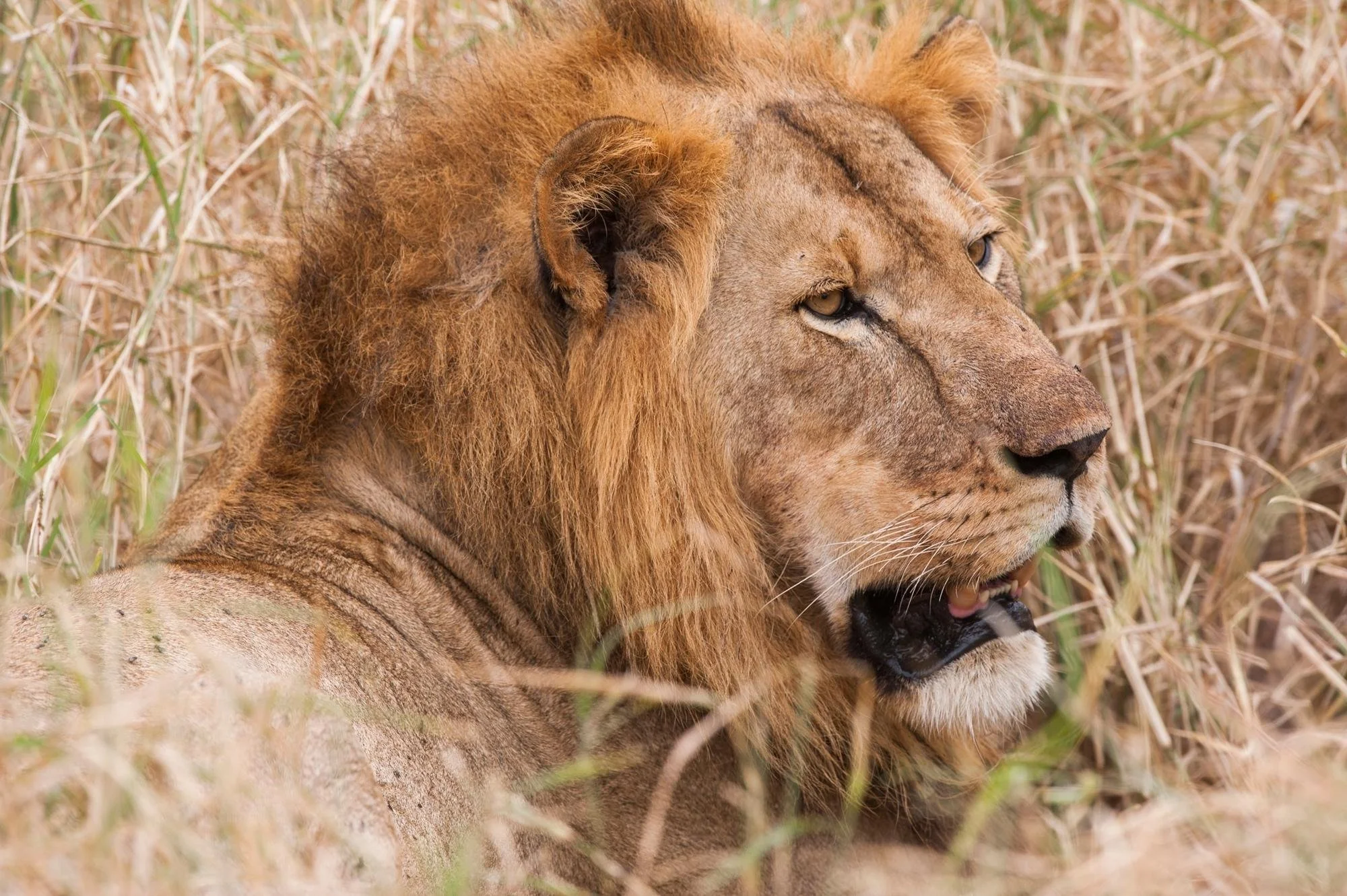 Lion.jpg