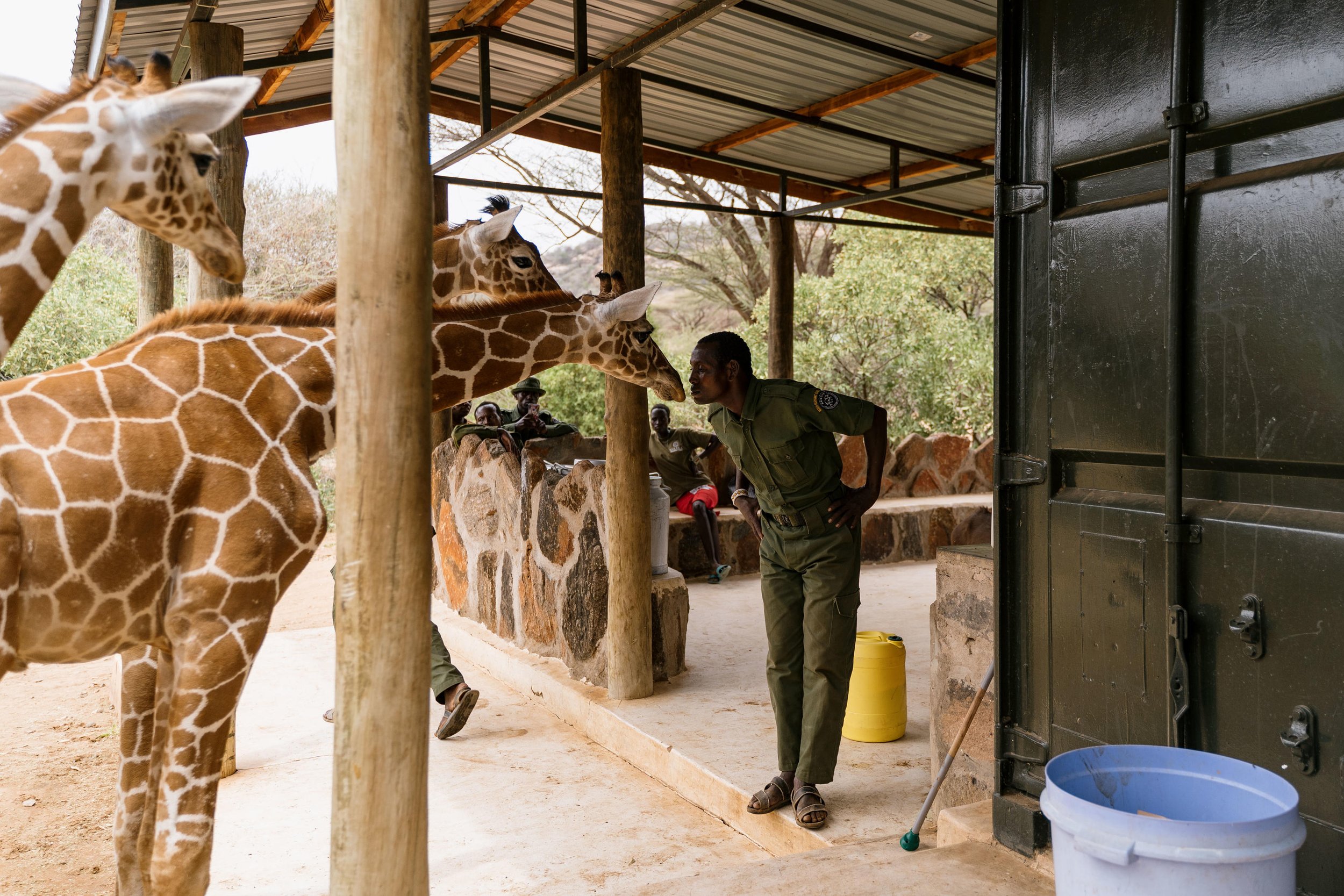 reteti___giraffes_asking_keeper_lemerash_for_milk__photo_by_simon_pocock.jpg