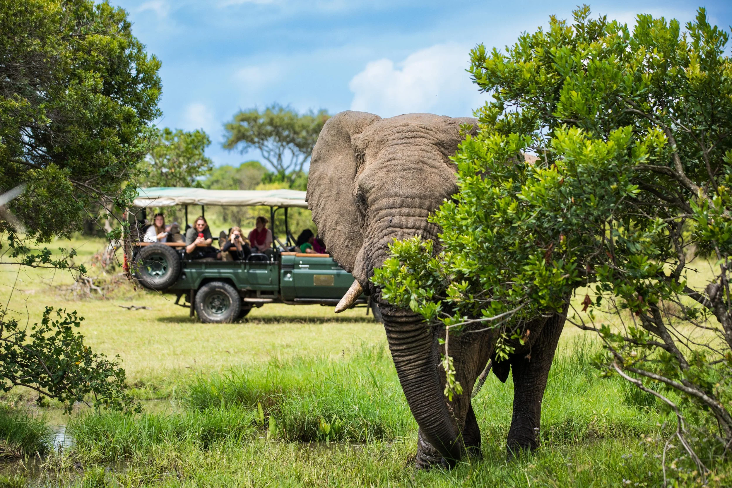 1751632845044_Cottars-Safaris-male_elephant_2.jpg