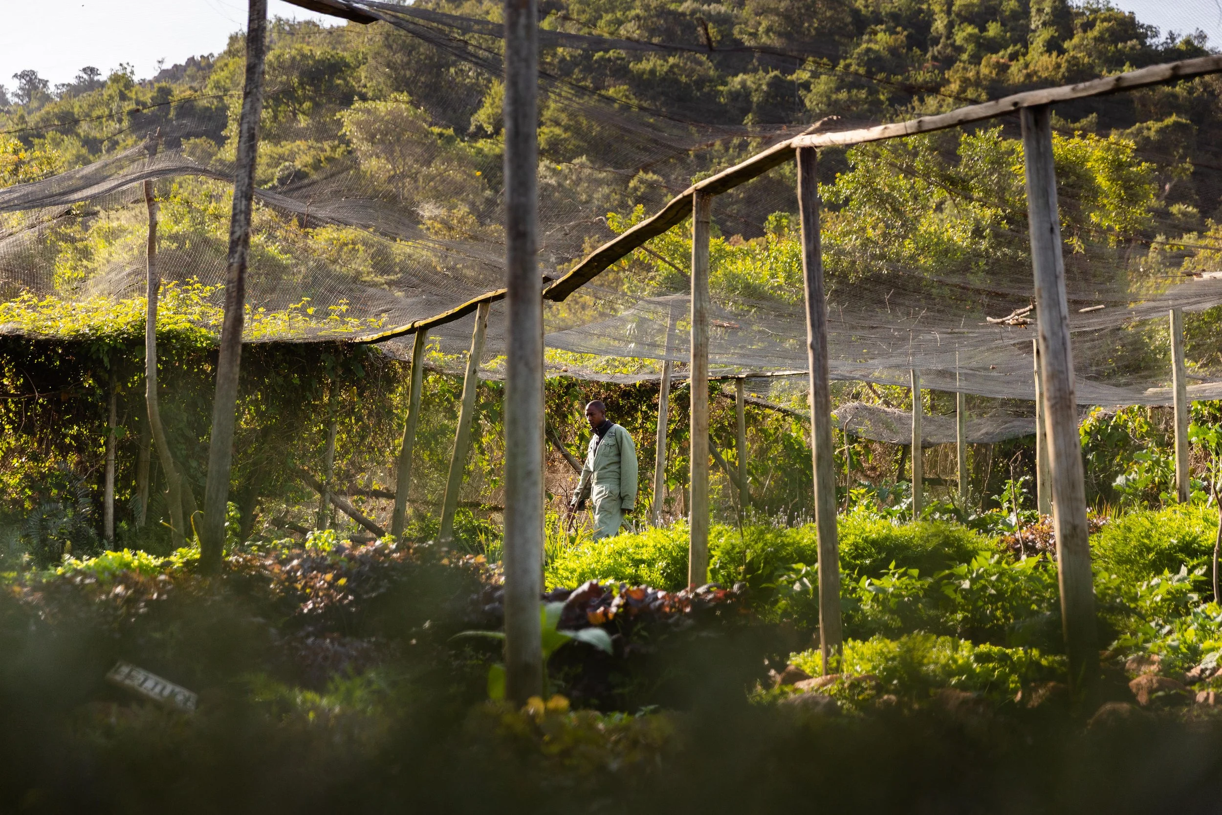 Organic Garden Tour.JPG