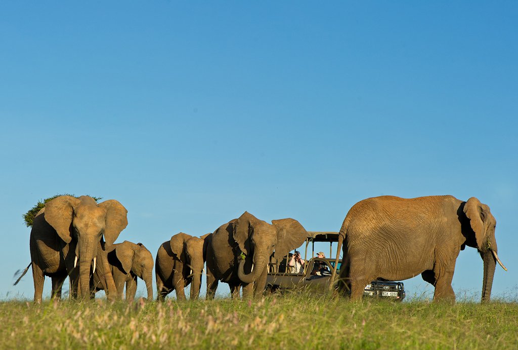 Game Drive Car and Elephant.jpg