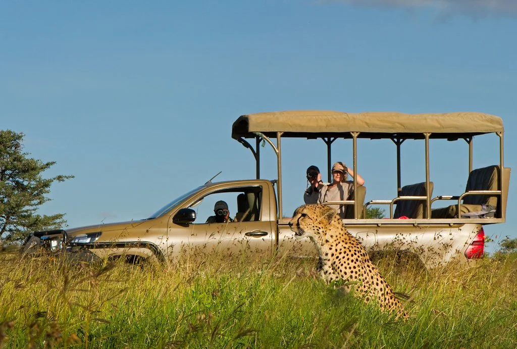 Cheetah and Game drives.jpg