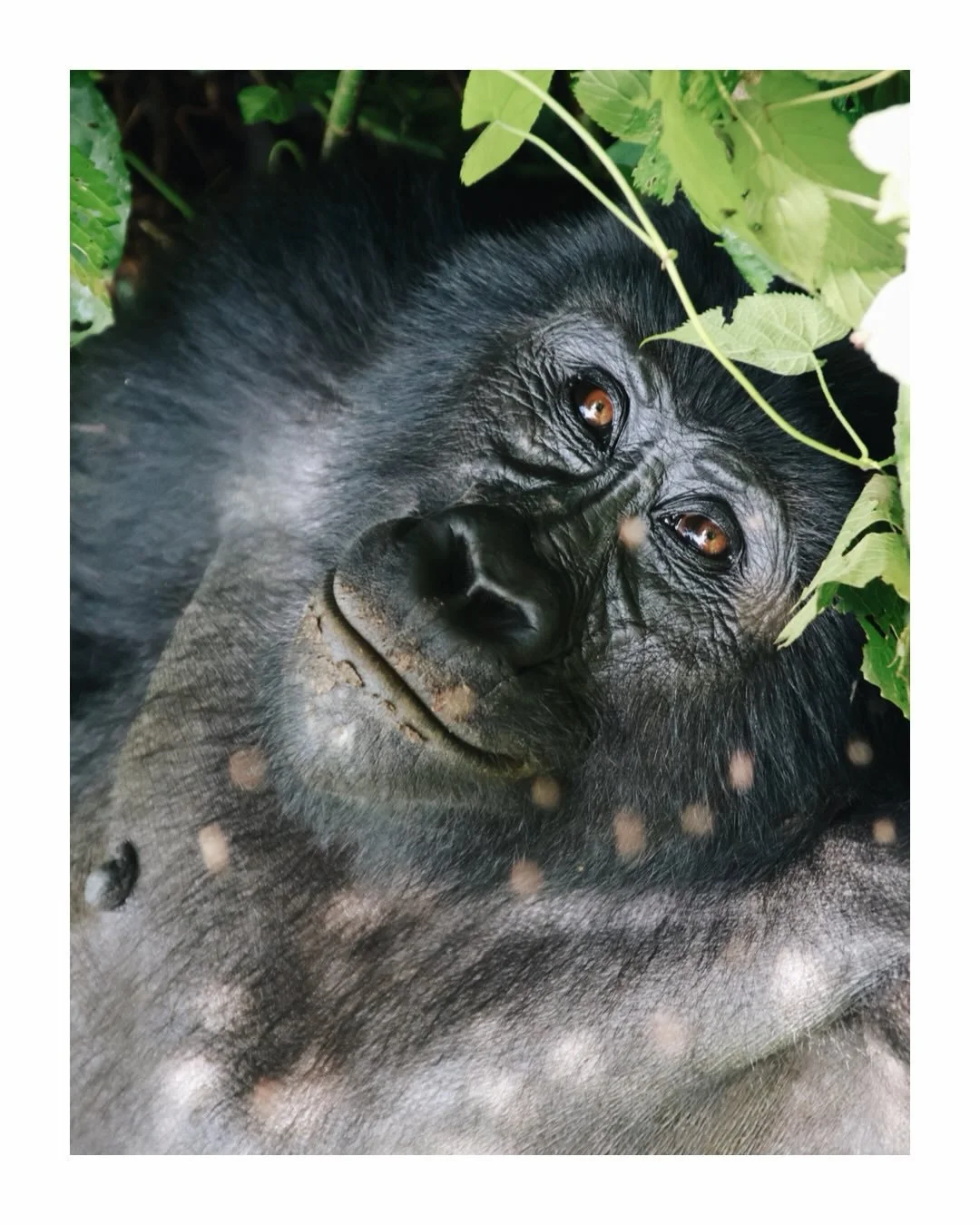 Gorilla land and all the incredible things a day like this can bring. 
Every sight is different, every trekking is unique, and every family of these primates has a special dynamic that we are privileged to witness for an intense hour. 
On this day we