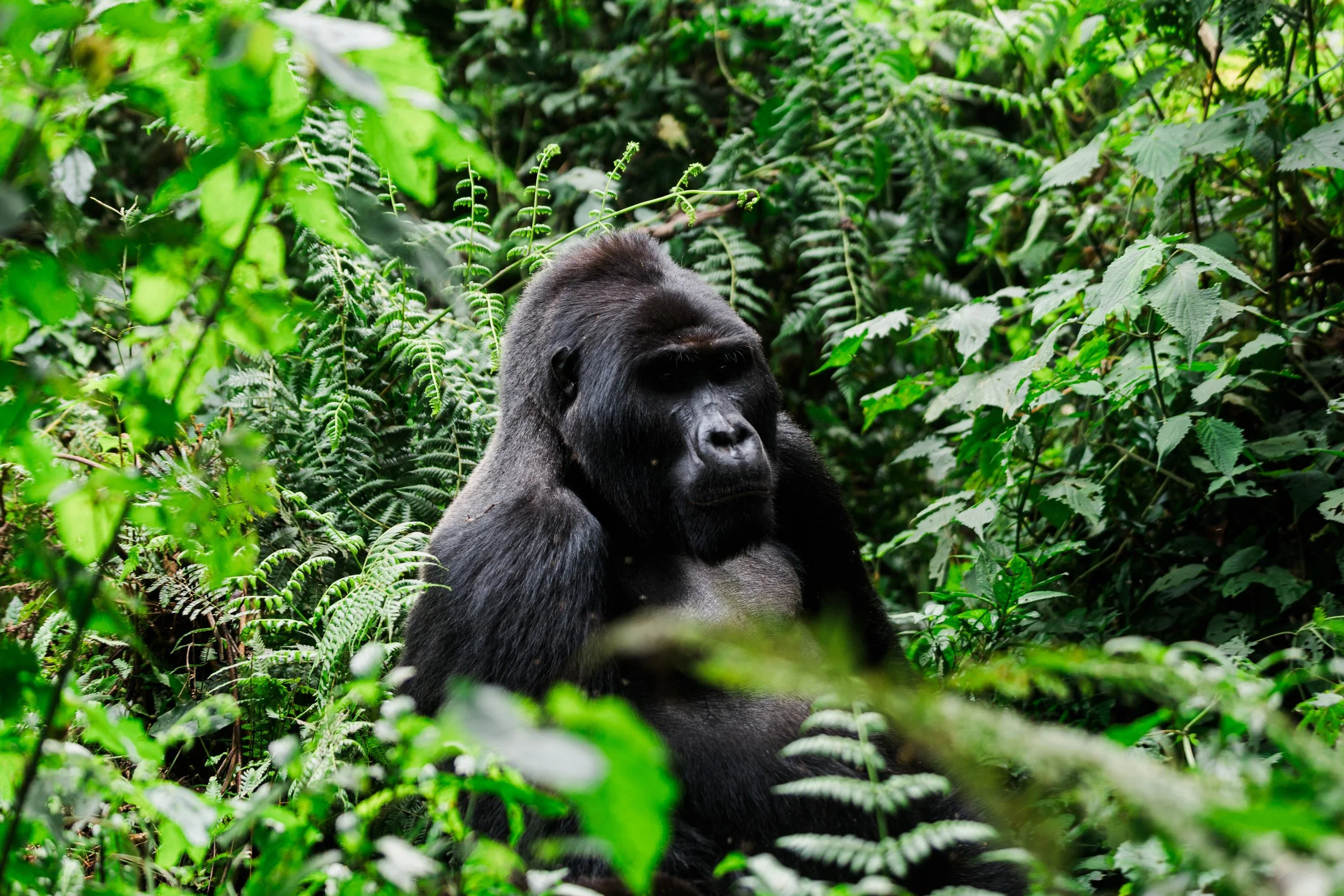 UgandaWildPlaces-SamChurchill-6225.jpg