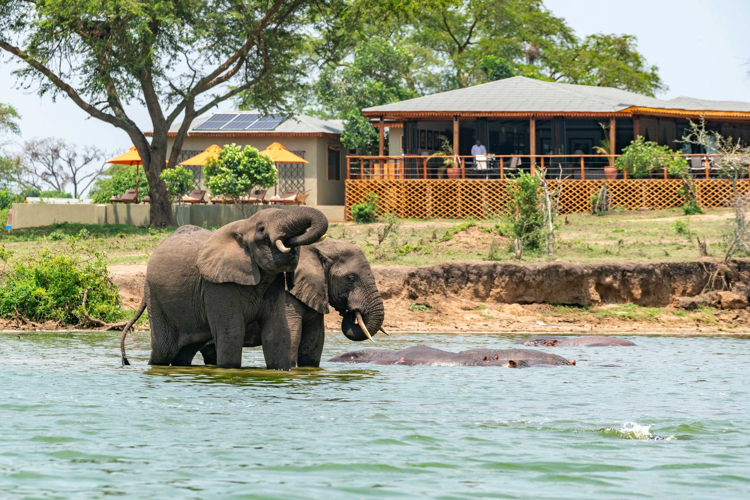 TRS Lodge and Elephant.jpg