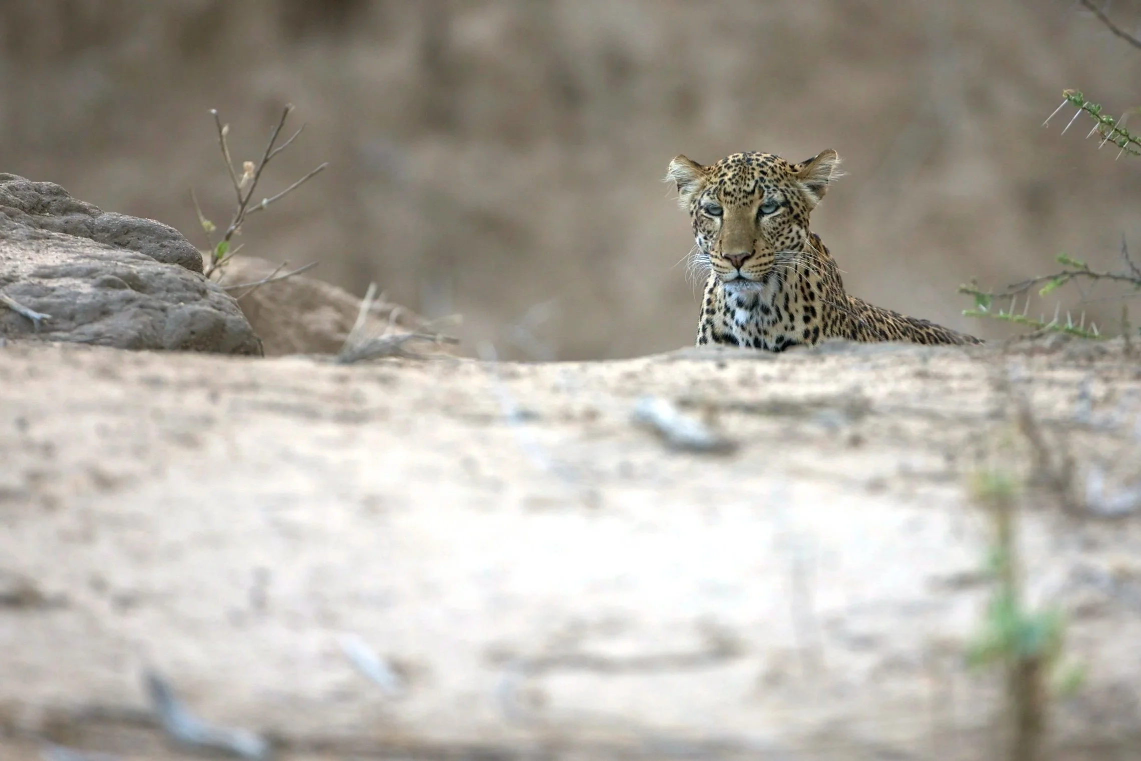Well+spotted.jpg