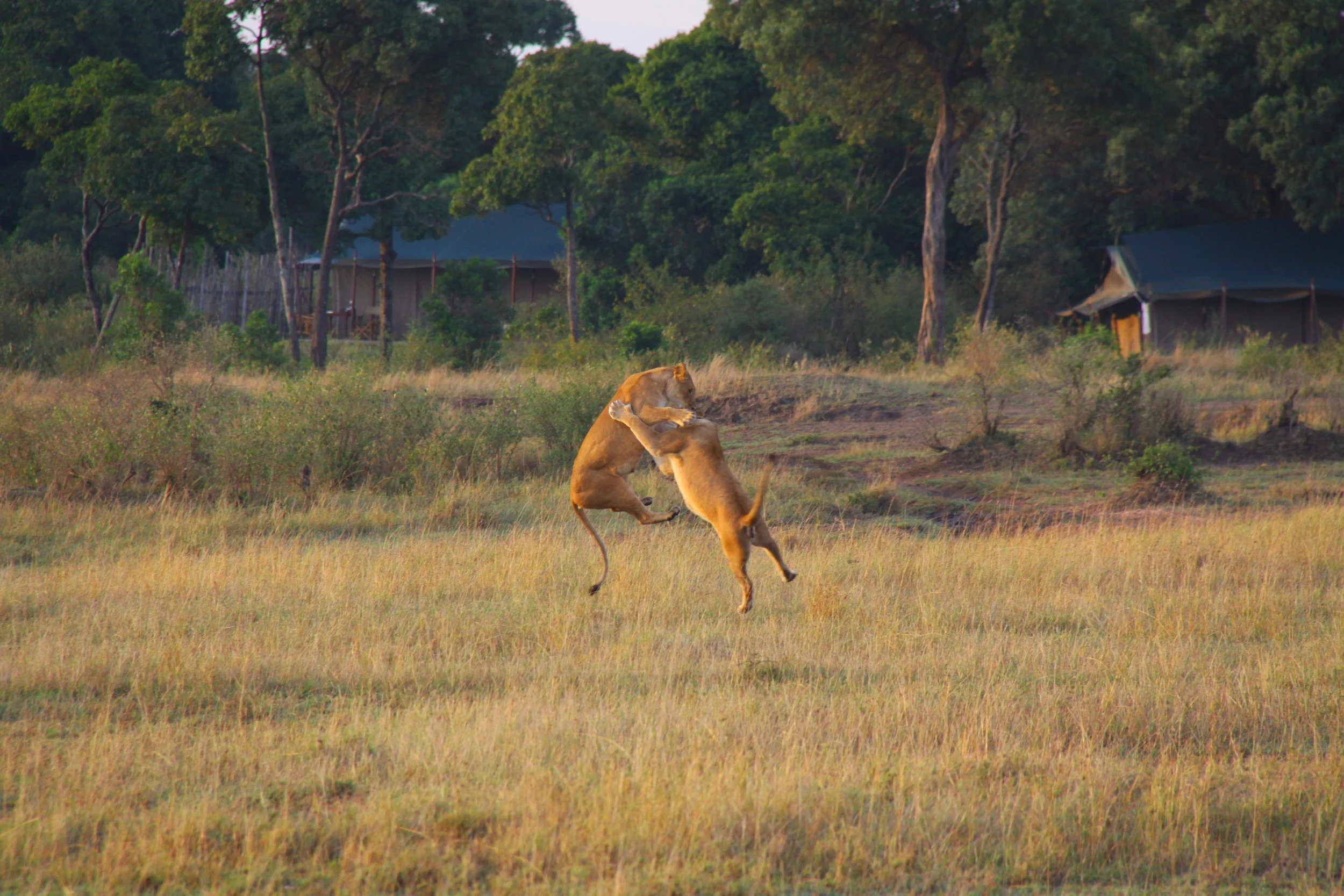 5-Leaping Lions.jpg