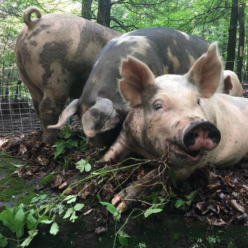 White Stag Farms_Pigs.png