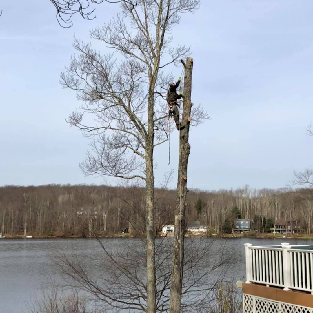 Jacobi Tree Service | Narrowsburg, NY