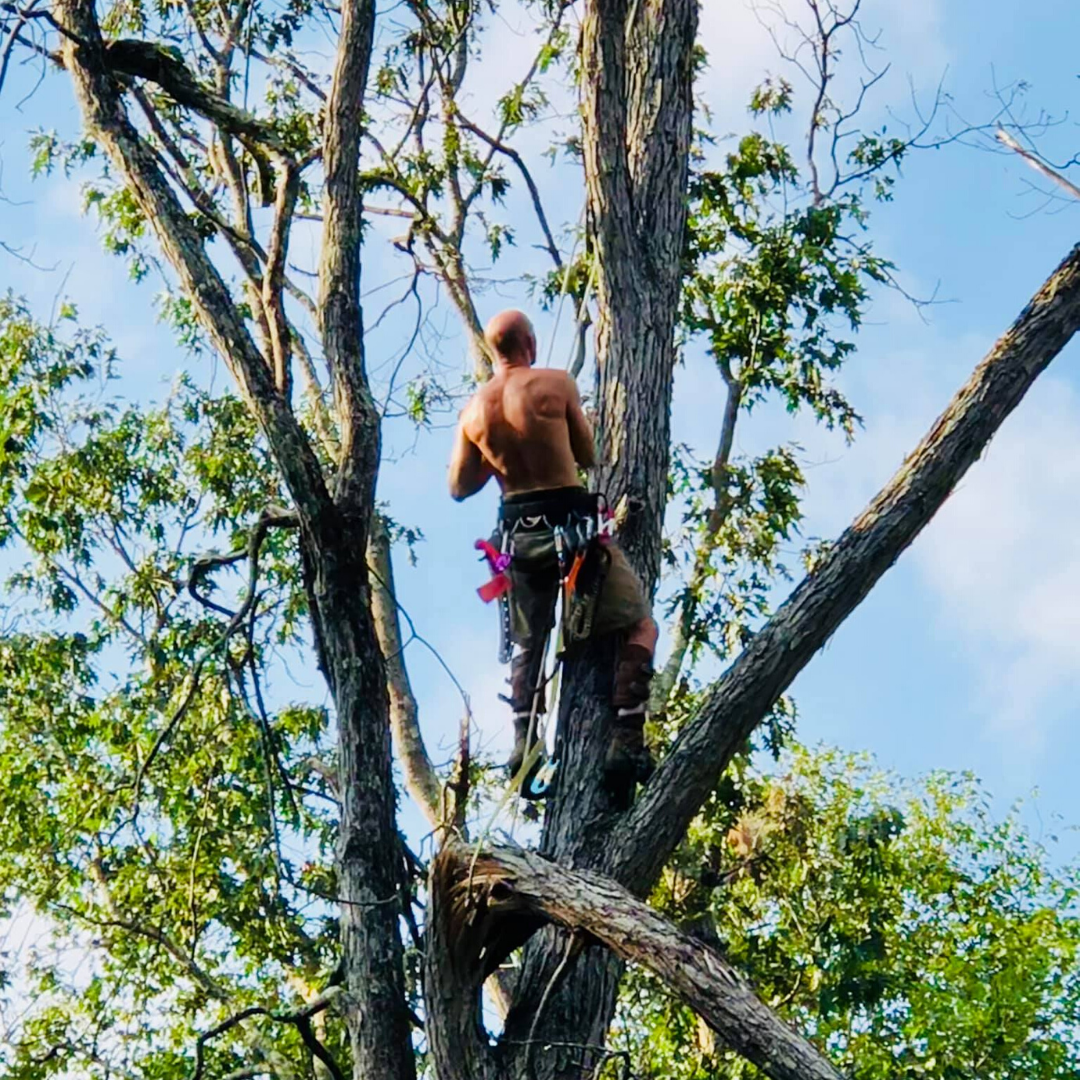 Jacobi Tree Service | Narrowsburg, NY
