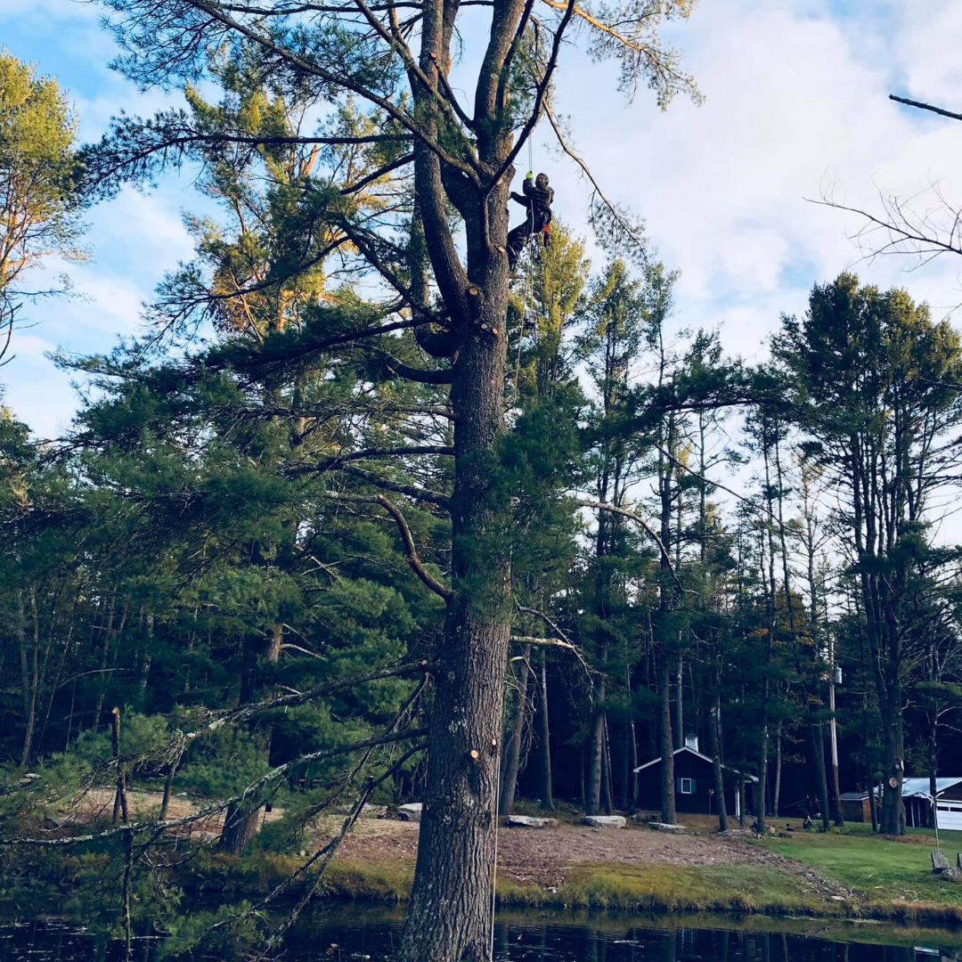 Jacobi Tree Service | Narrowsburg, NY