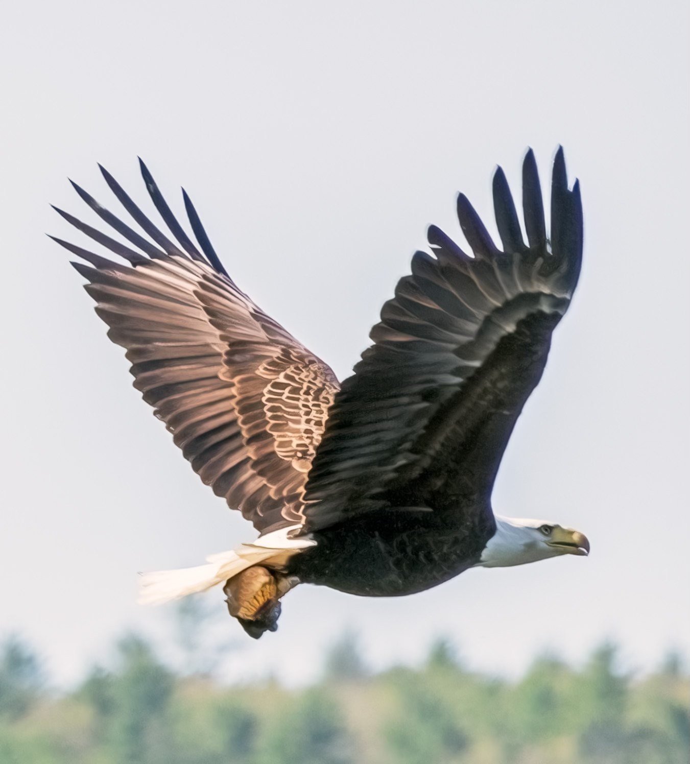 Bald eagle in #NarrowsburgNY bringing a fish back to the nest. ⁠
⁠
Amazing photo by @katomliz⁠
⁠
⁠
⁠
⁠
⁠
#narrowsburgbridge #baldeagle #upperdelawareriver #narrowsburg #welcometonarrowsburg #townoftusten #sullivancatskills #sullivancountycatskills #b