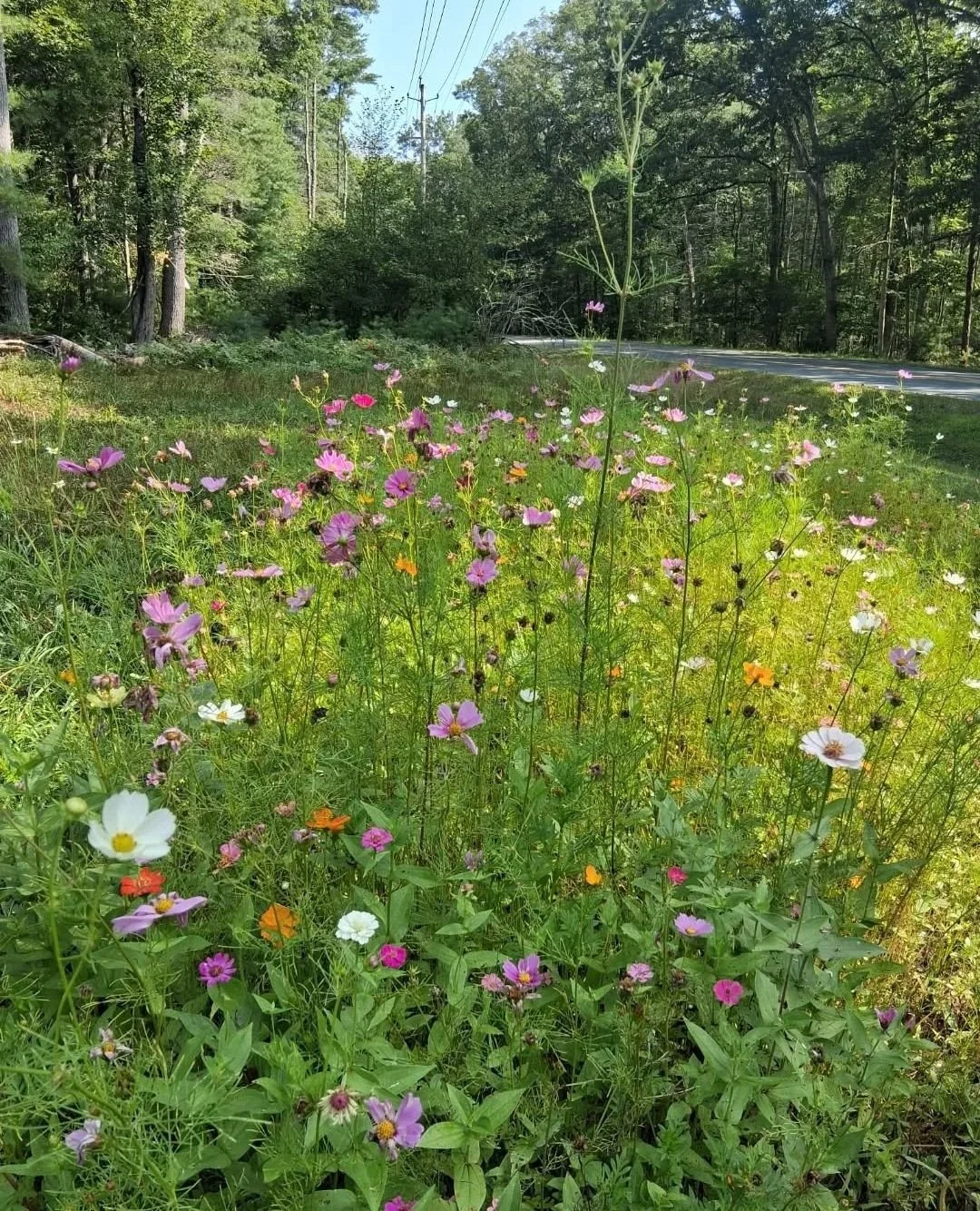 Spring&rsquo;s waking up around Narrowsburg 🌱 Here are some good ways to spend time together and take care of this place we share.⁠
⁠
🐛 March 23 &mdash; Film night at The Parlor: The Extraordinary Caterpillar⁠
A beautiful short doc + Q&amp;A with M