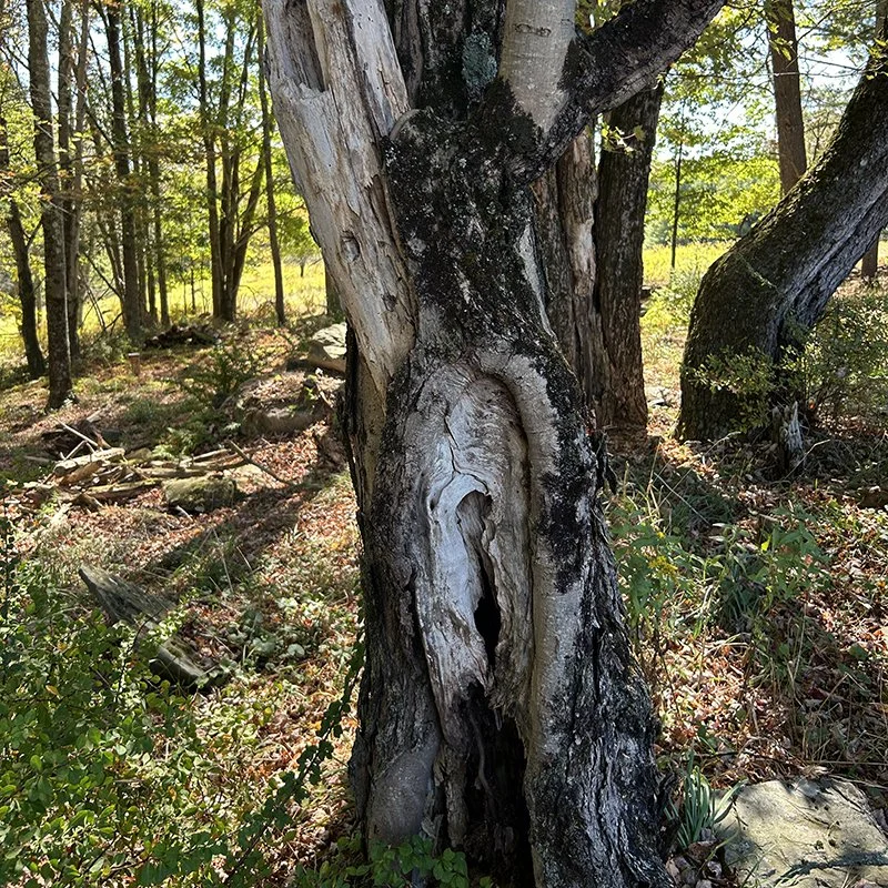 Ecotone Home Narrowsburg Chamber 5.jpg