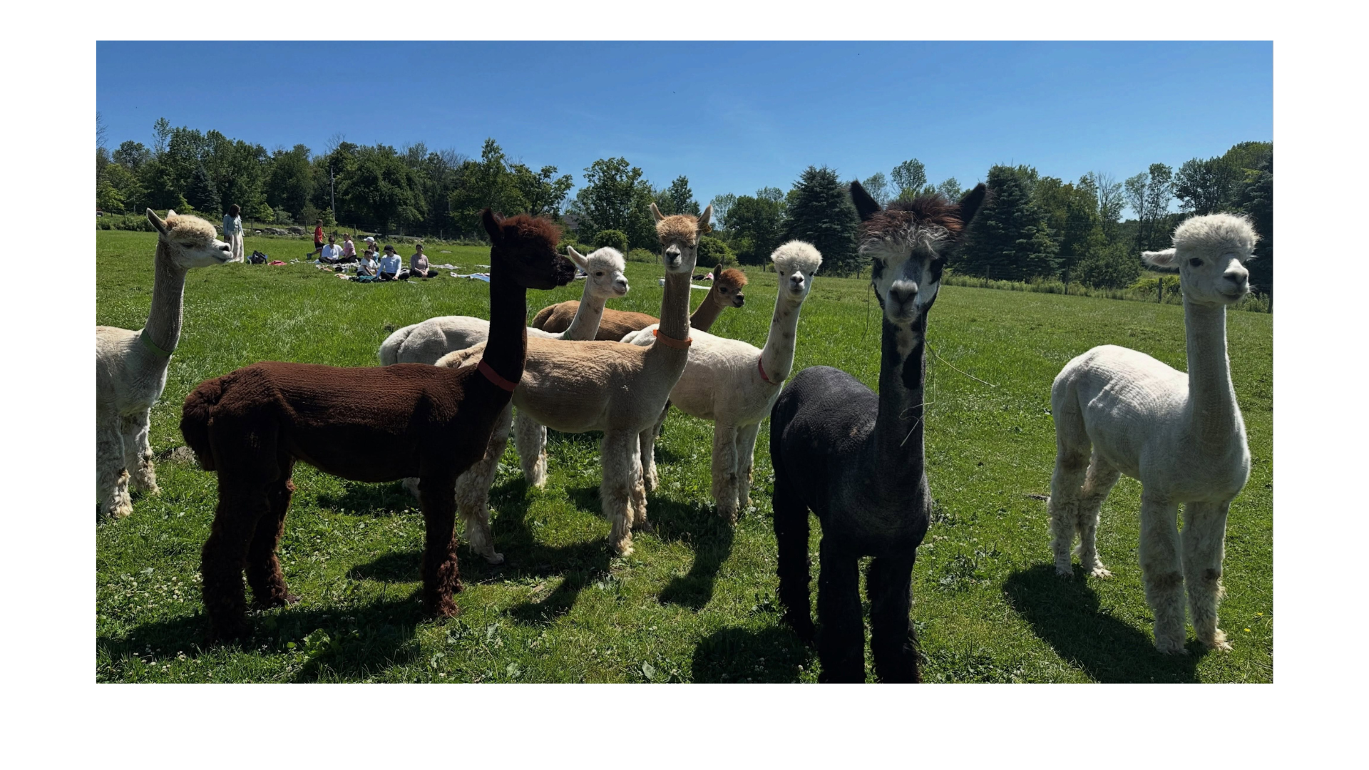 Alpaca Farm Days