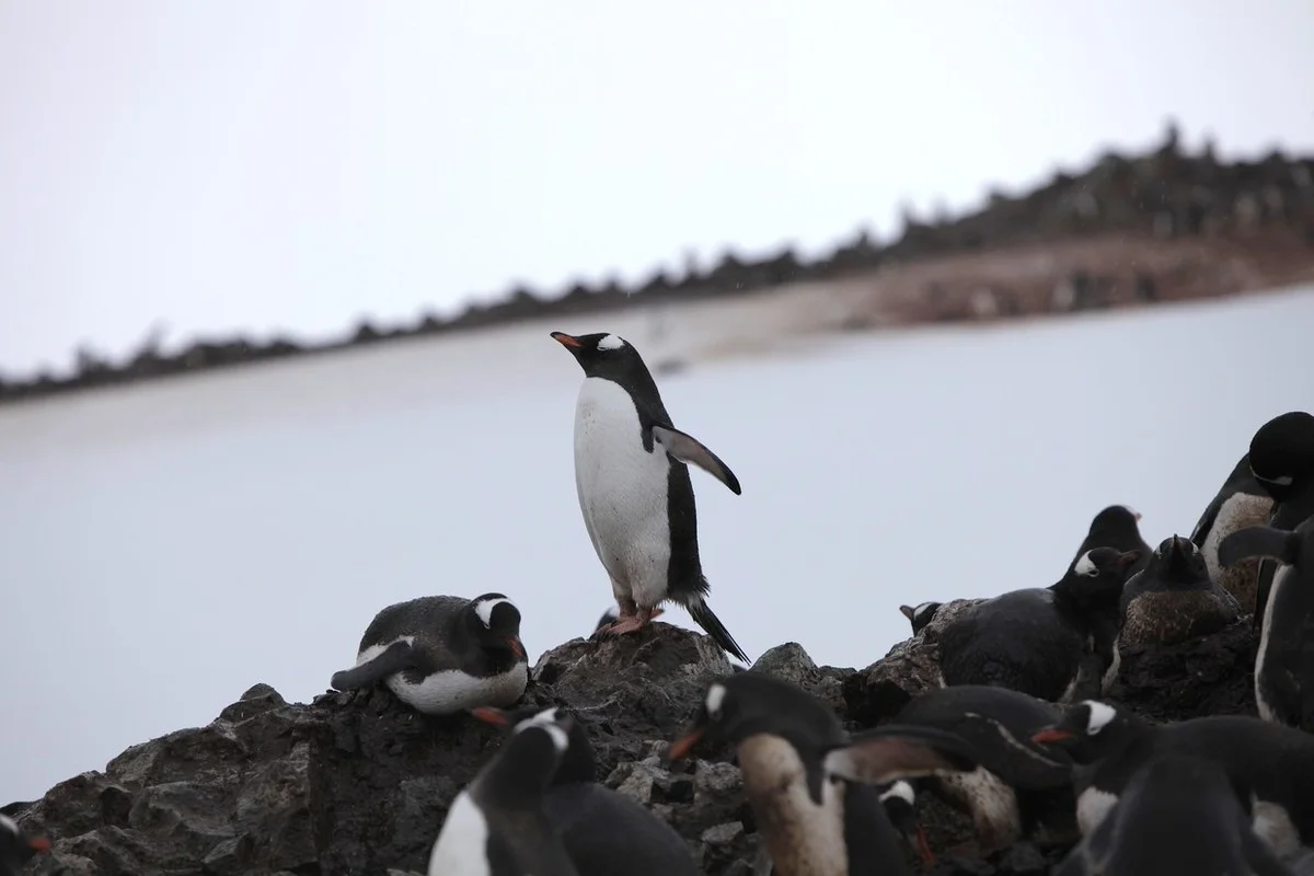 Waiting for his life-long mate to return, Mikkelson Harbor, Antarctica, 2016