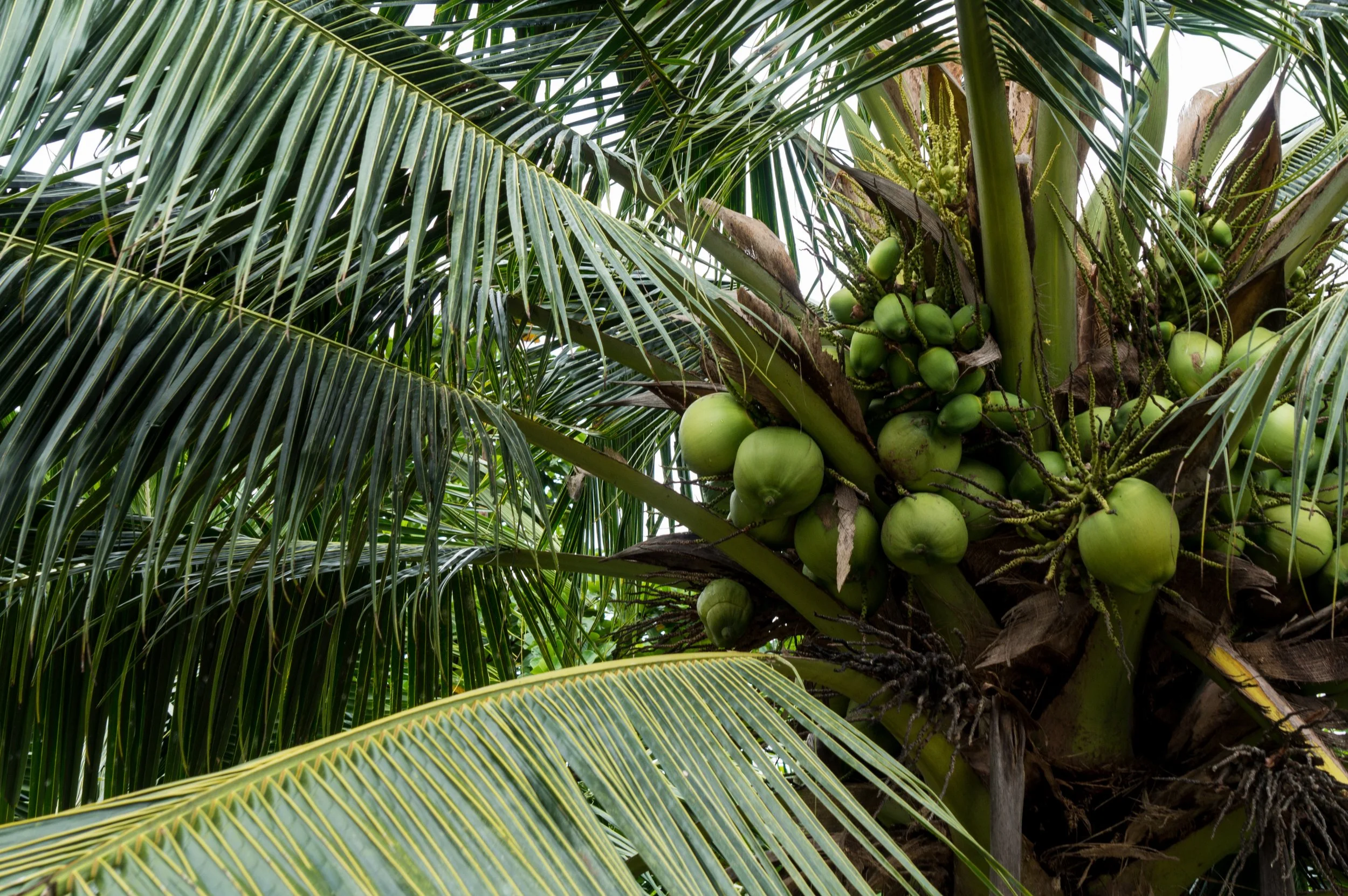 Coconut Oil