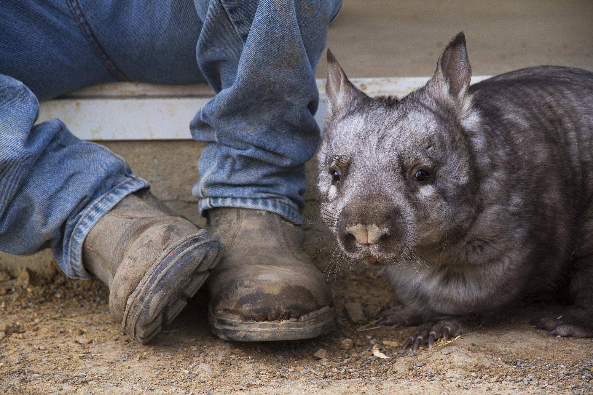 Southern hairy nosed wombat, Mount Larcom.  