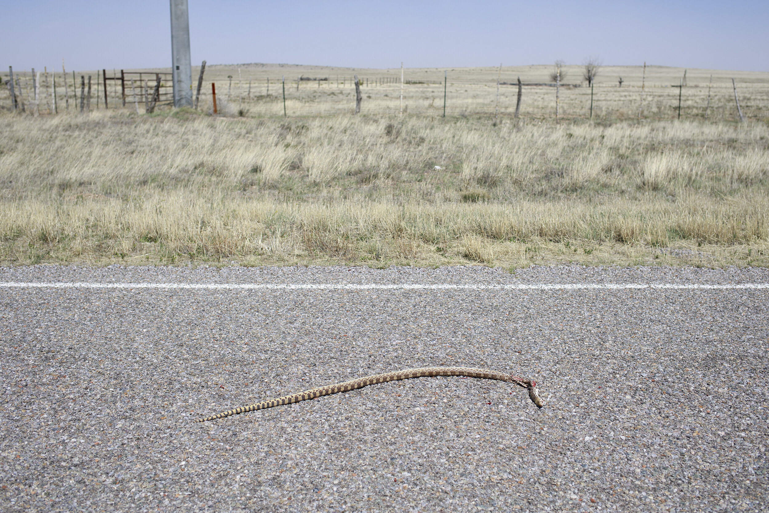  Roadkill, New Mexico.  
