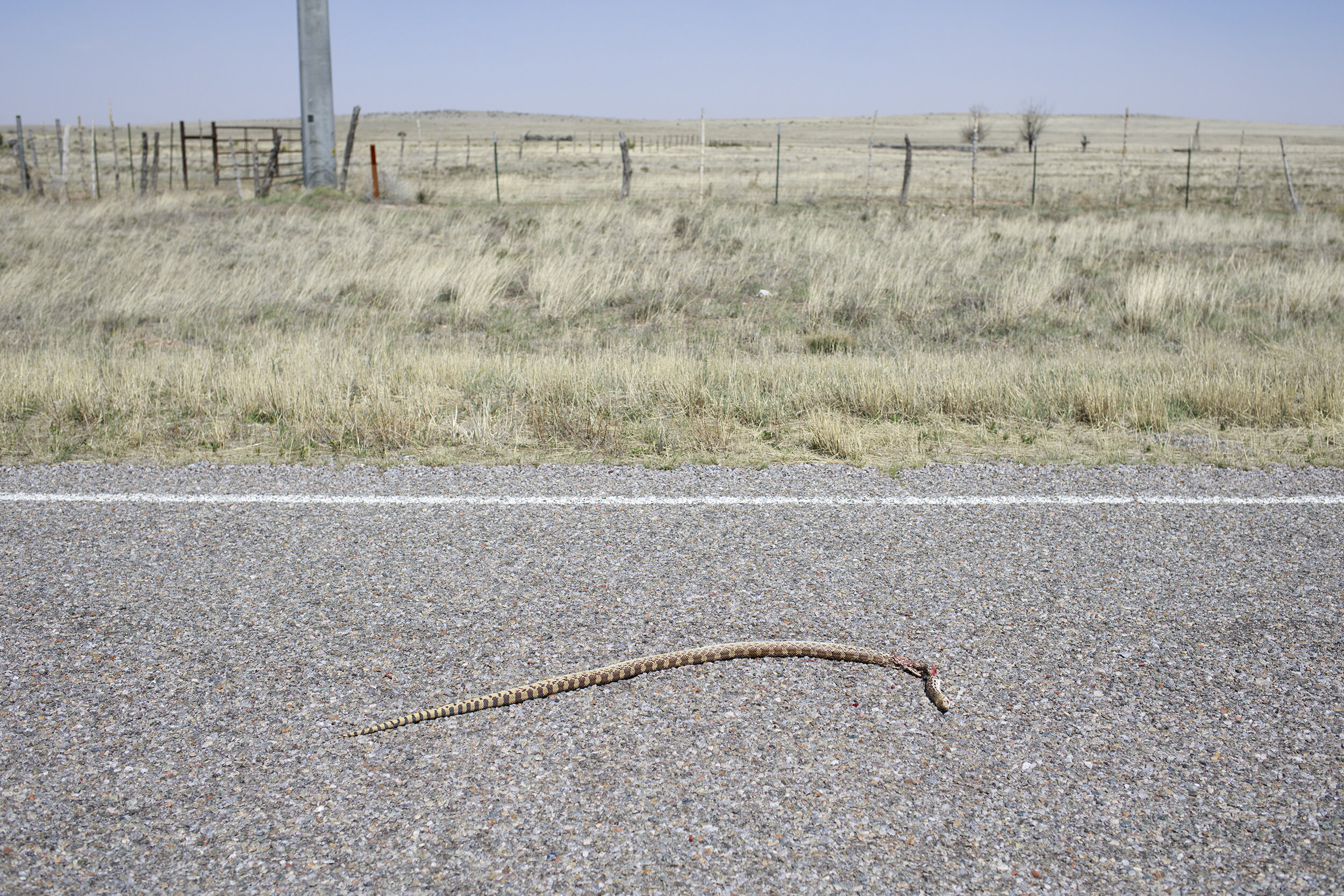 Roadkill, New Mexico.