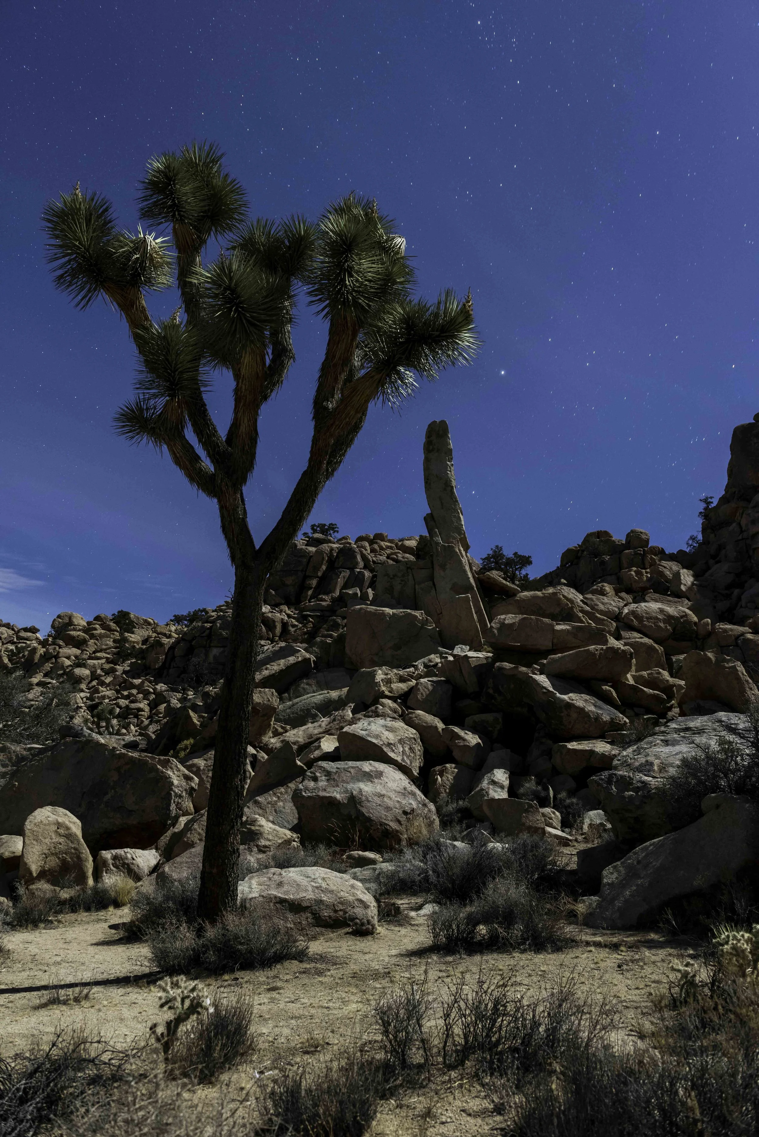 2016_Nov_Joshua Tree-346.jpg