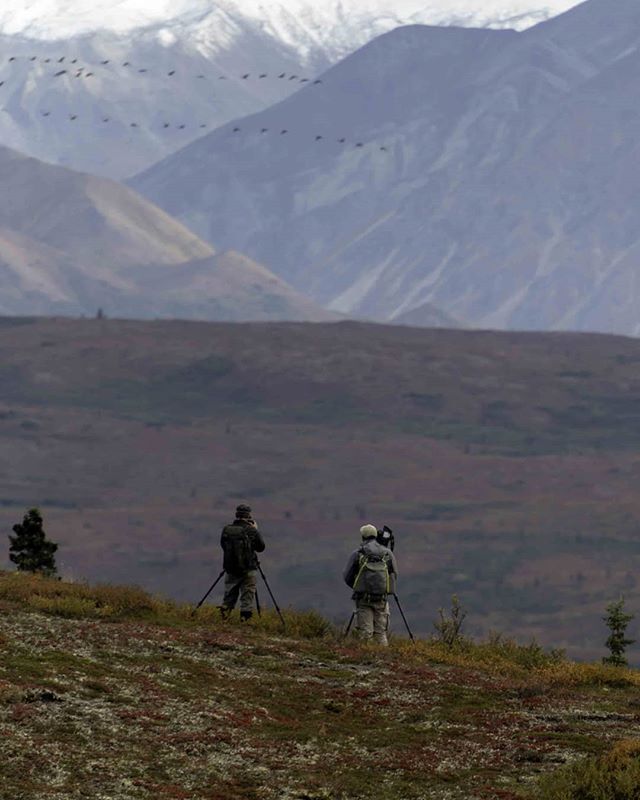 There are times when you just need to take ot all in. 
Sandhill cranes fly in the distance as two photographers watch.

#denalinationalparkandpreserve #denali #denaliwilderness #denalinationalpark  #tundra #mountains #explorealaska #iflyalaska #explo