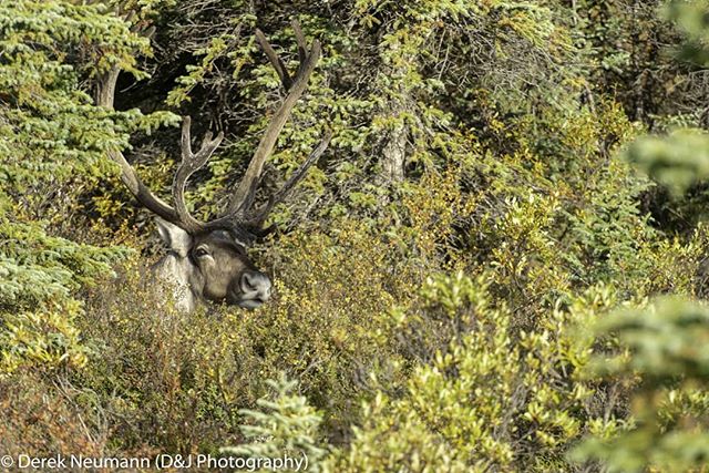 Peek-a-bou - can you see the caribou?
If he had not turned his head we would have never seen him lying in the  middle of the spruce. 
#denali explorealaska #denalinationalparkandpreserve #denalinationalpark #alaska #visualsofearth #wildandfree #alask