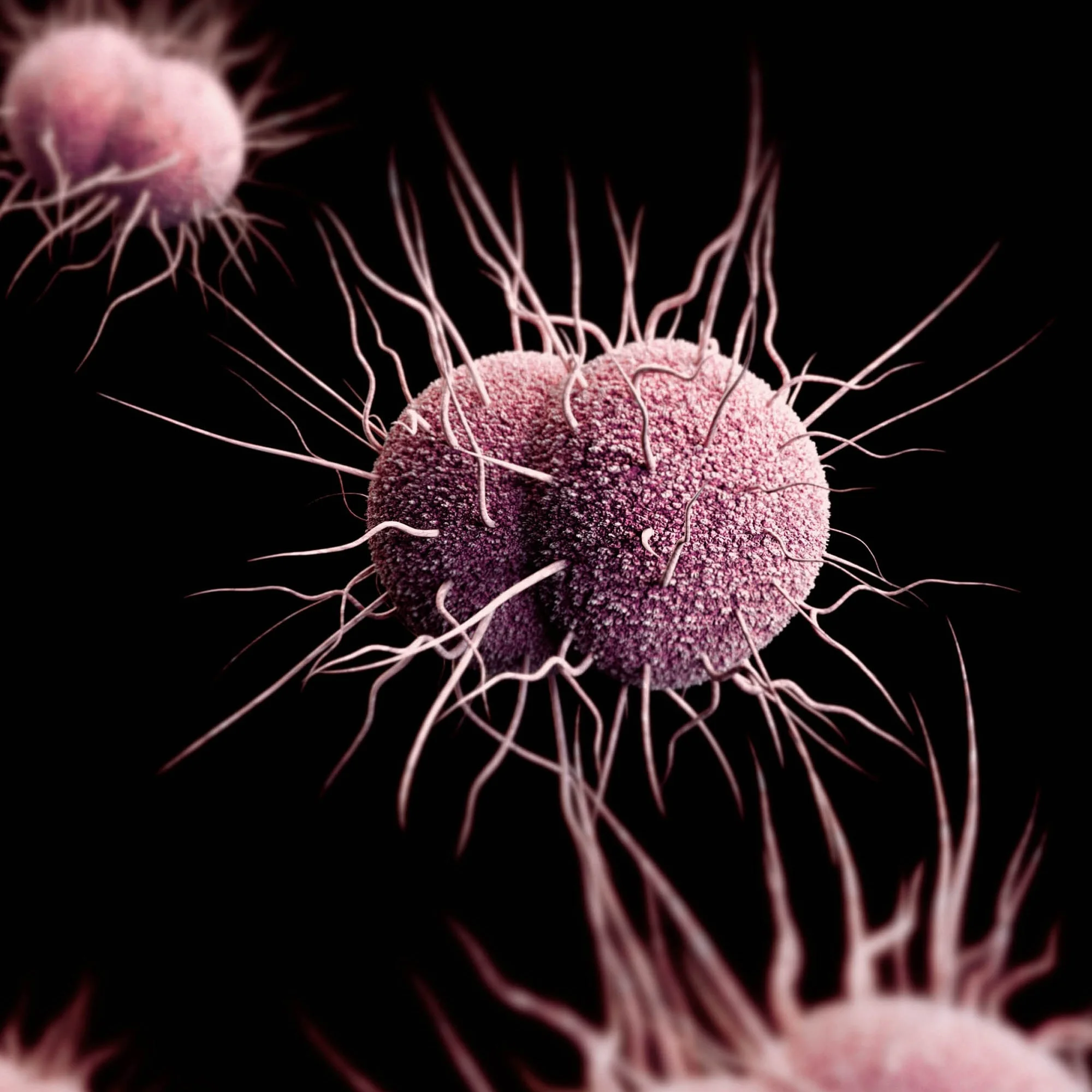 drugresistant-gonorrhea.jpg