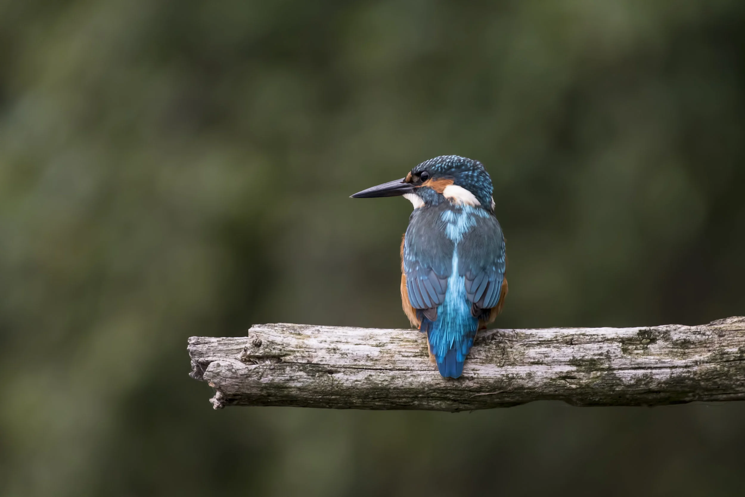 photo by jan Meeus via unsplash