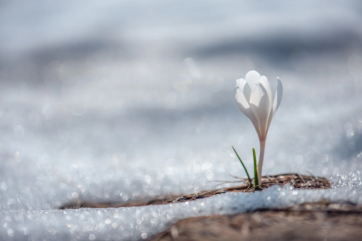 Flower.jpg
