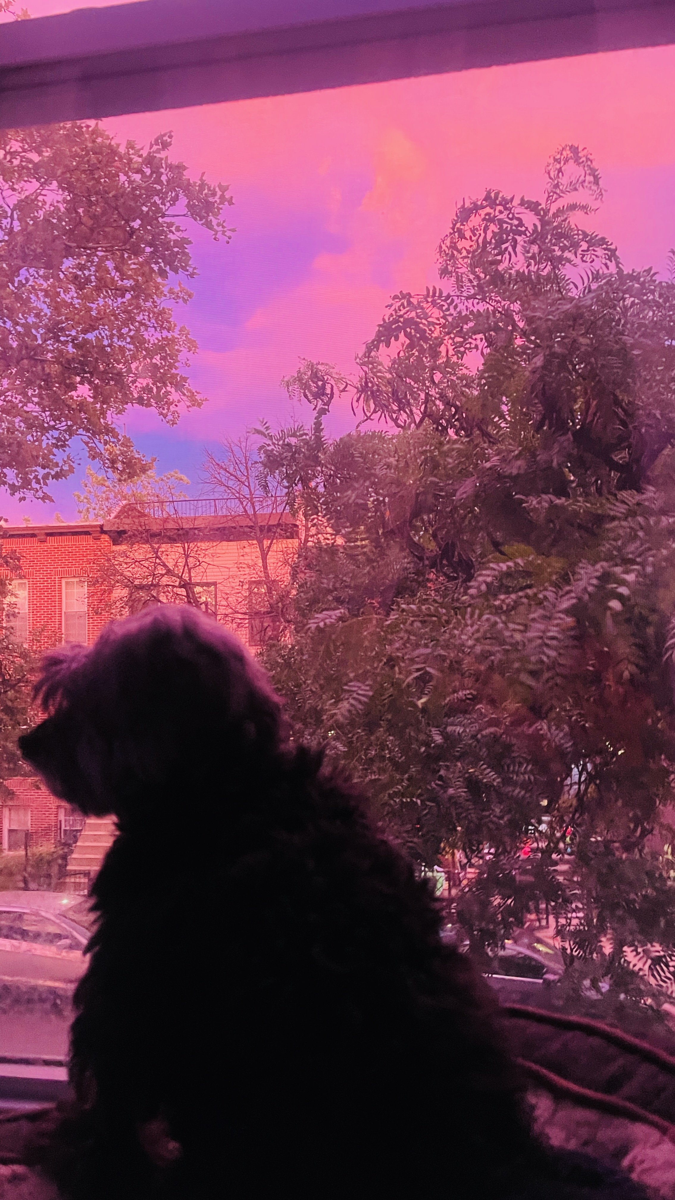IMG_9558.jpeg
