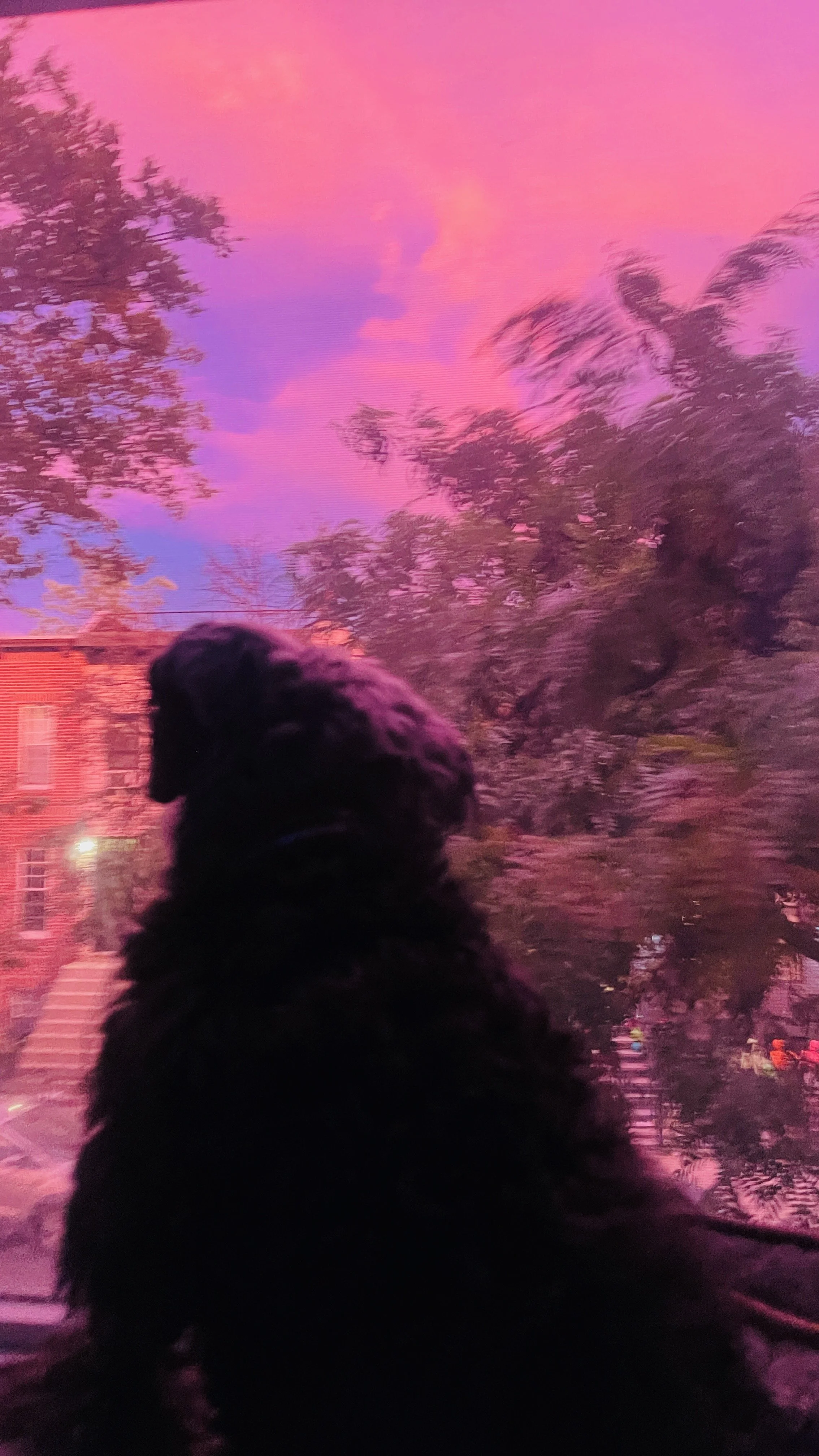 IMG_9565.jpeg