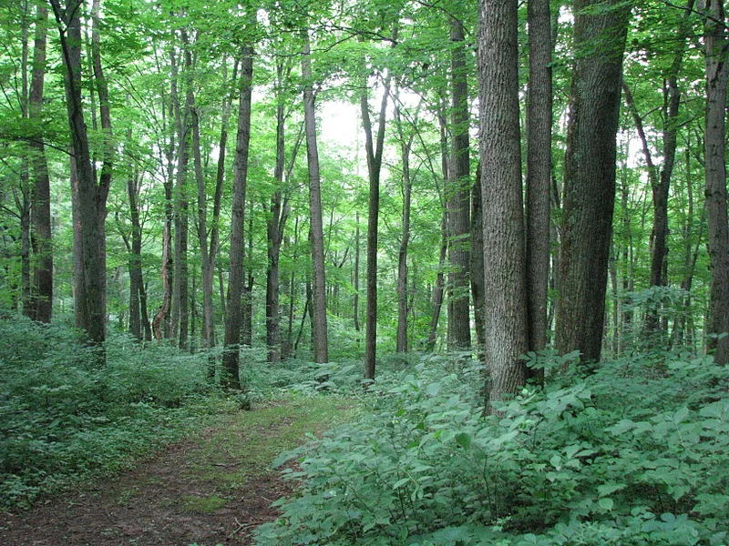 800px-Warriors_Path_State_Park.jpg