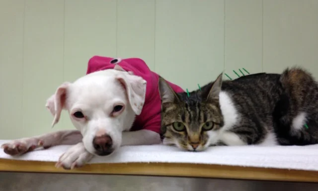 holistic cat vet near me