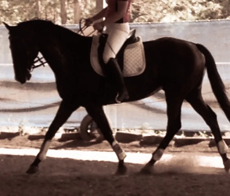 equestrian movement what is a quirky rider find out if it is you equestrian movement