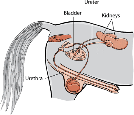 Urethra Defects - Children's Health Issues - Merck Manuals