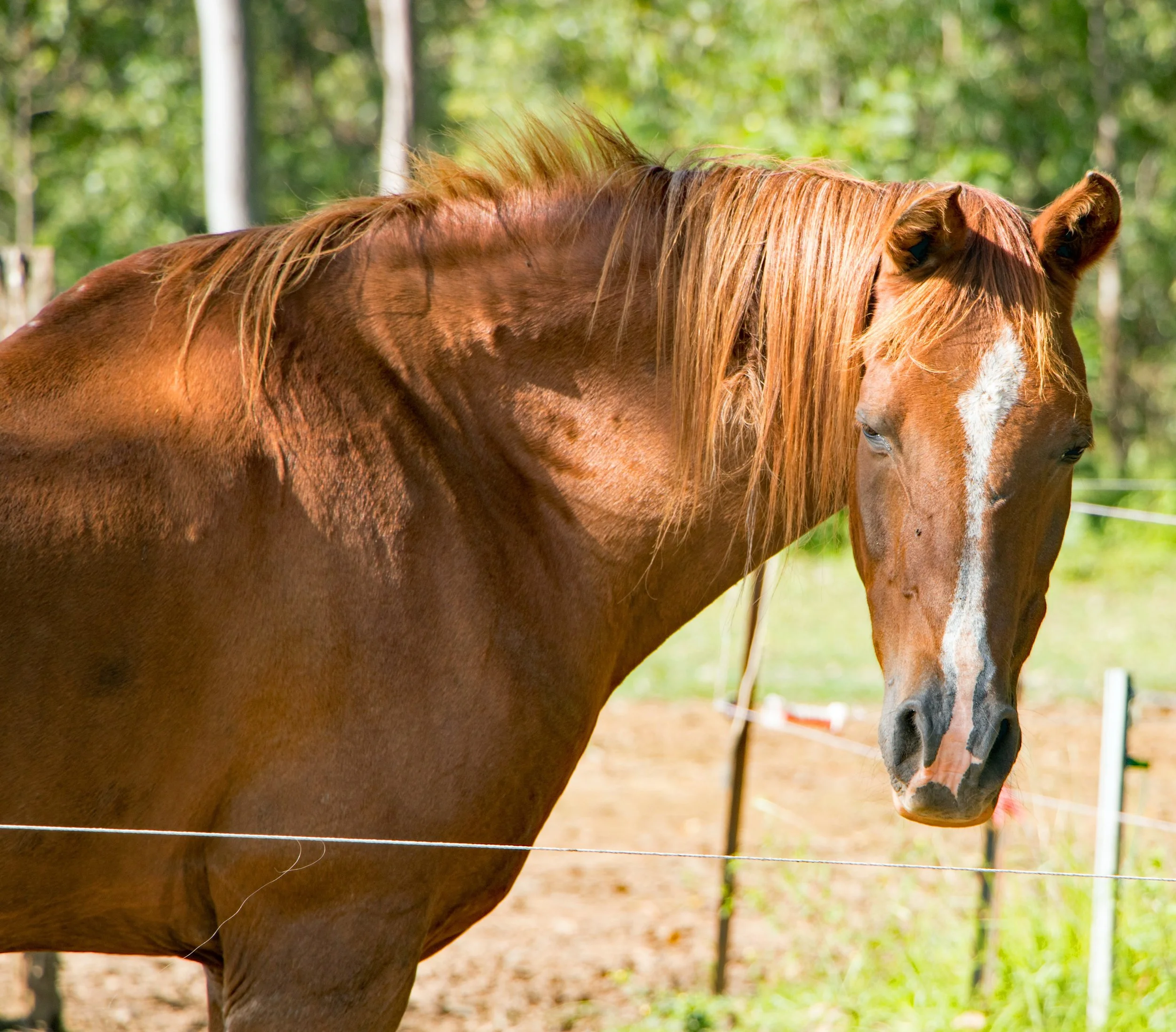 Equestrian Movement Can T Teach An Older Horse New Tricks Watch Me